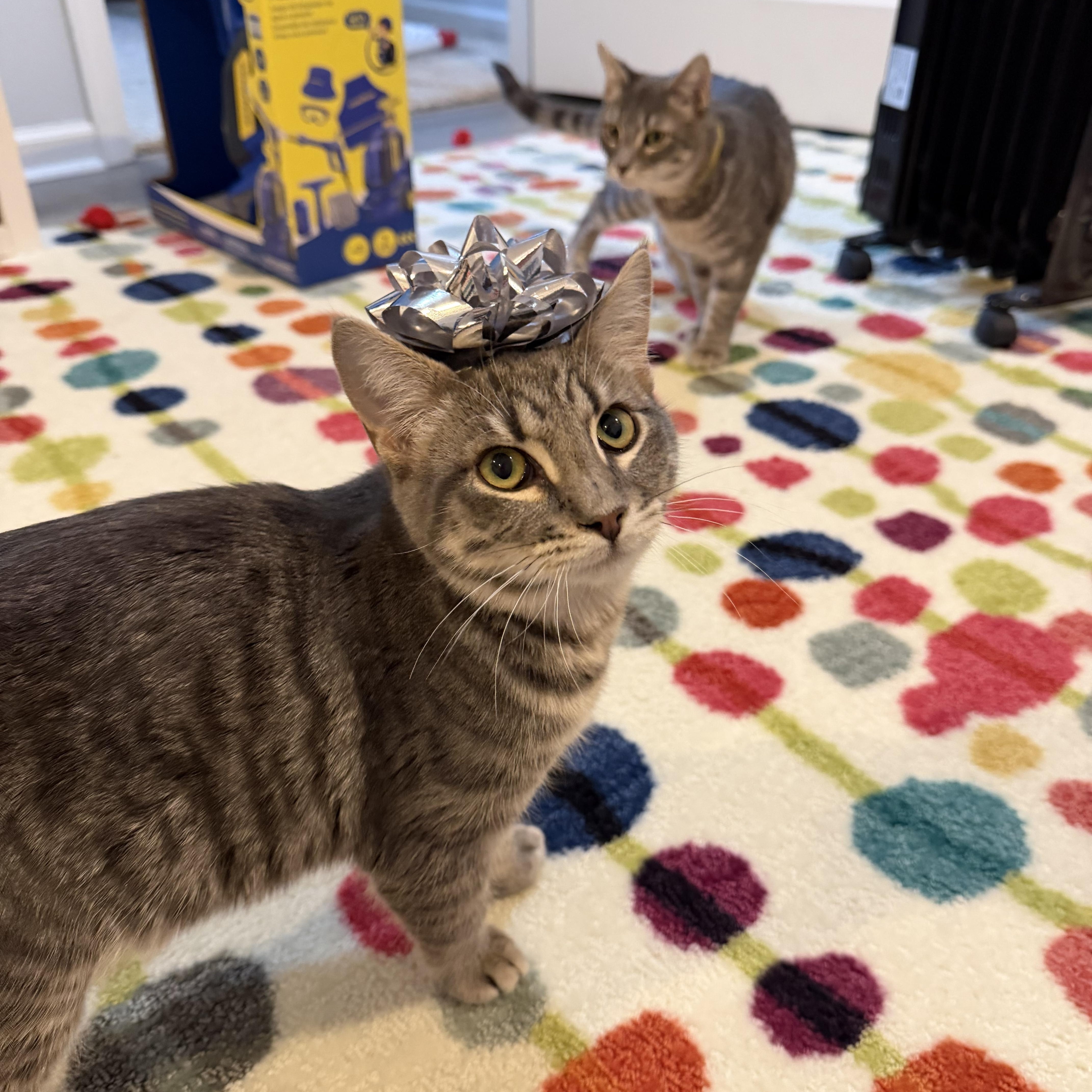 Enlarge Alvin, a ADOPTABLE Domestic Short Hair in Hellertown, PA image 1/1