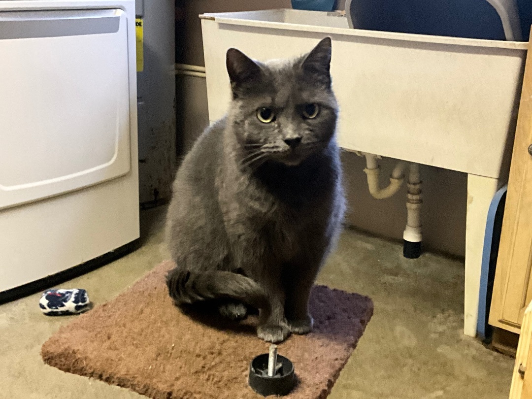 Courtney, Adoptable, Adult Female Russian Blue & Domestic Short Hair.