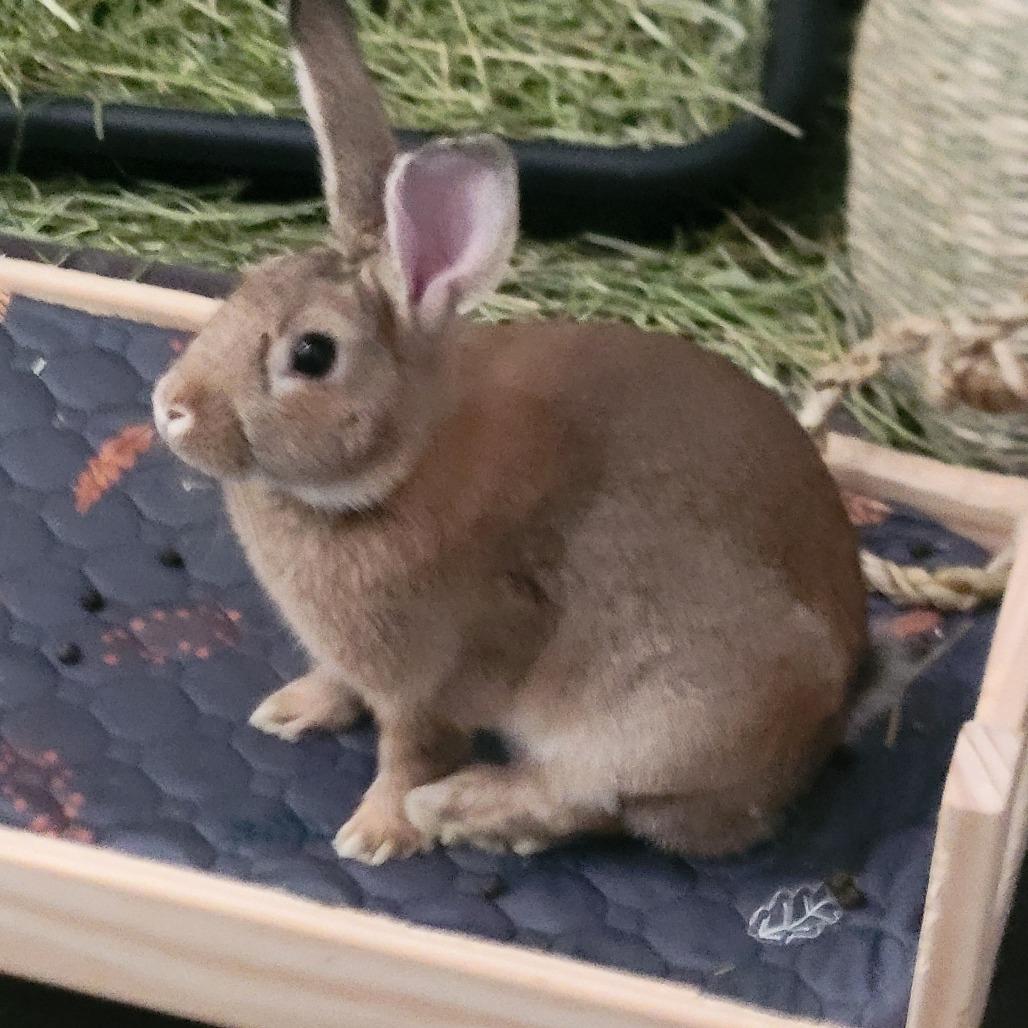 WonderBun, a Adoptable American in The Woodlands, TX image 1/4