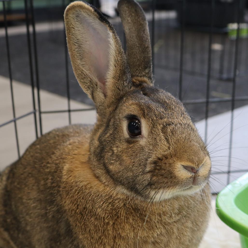 WonderBun, a Adoptable American in The Woodlands, TX image 2/6
