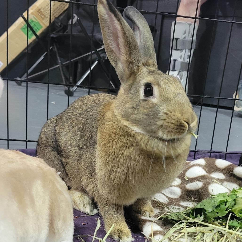 WonderBun, a Adoptable American in The Woodlands, TX image 3/4