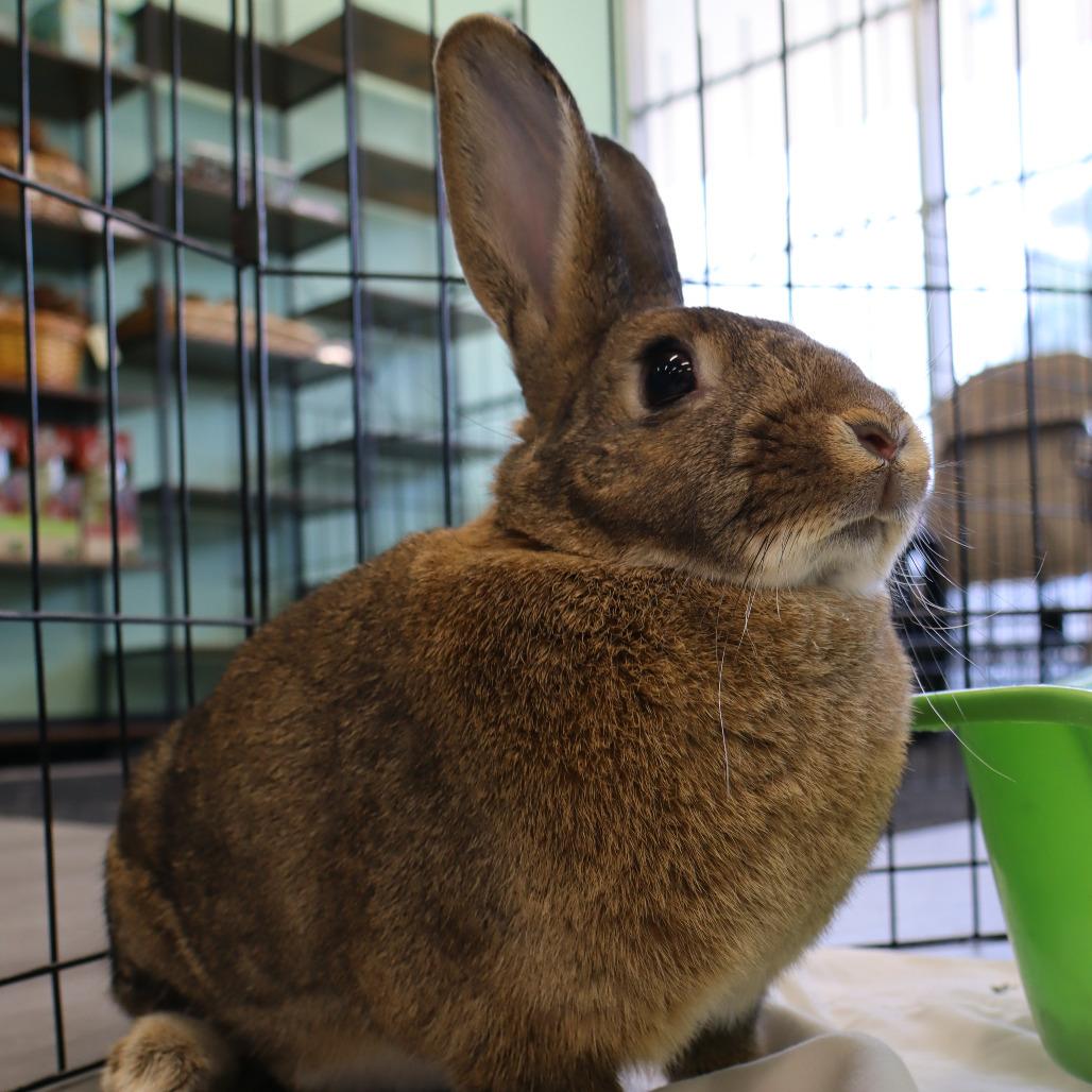 WonderBun, a Adoptable American in The Woodlands, TX image 5/6