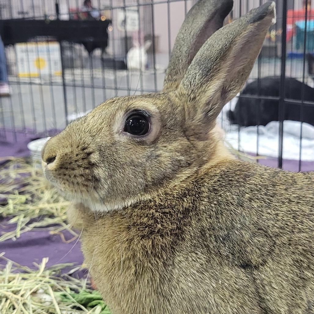 WonderBun, a Adoptable American in The Woodlands, TX image 4/4