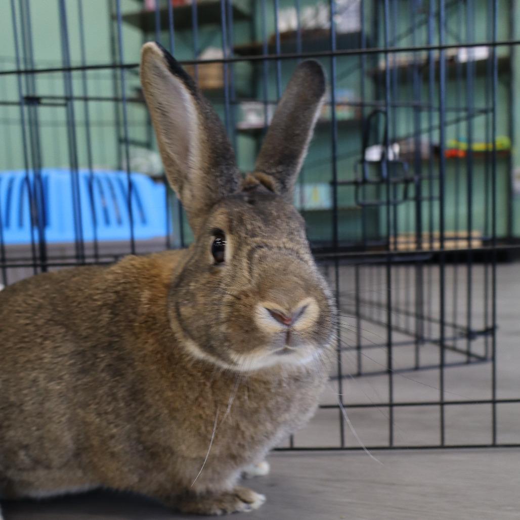WonderBun, a Adoptable American in The Woodlands, TX image 6/6