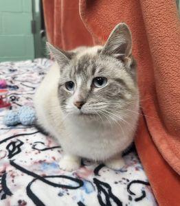 Enlarge Avanelle, an adopted Domestic Short Hair in Bucyrus, OH image 1/4