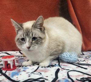 Enlarge Avanelle, an adopted Domestic Short Hair in Bucyrus, OH image 2/4