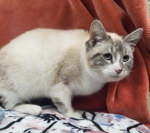 Enlarge Avanelle, an adopted Domestic Short Hair in Bucyrus, OH image 3/4