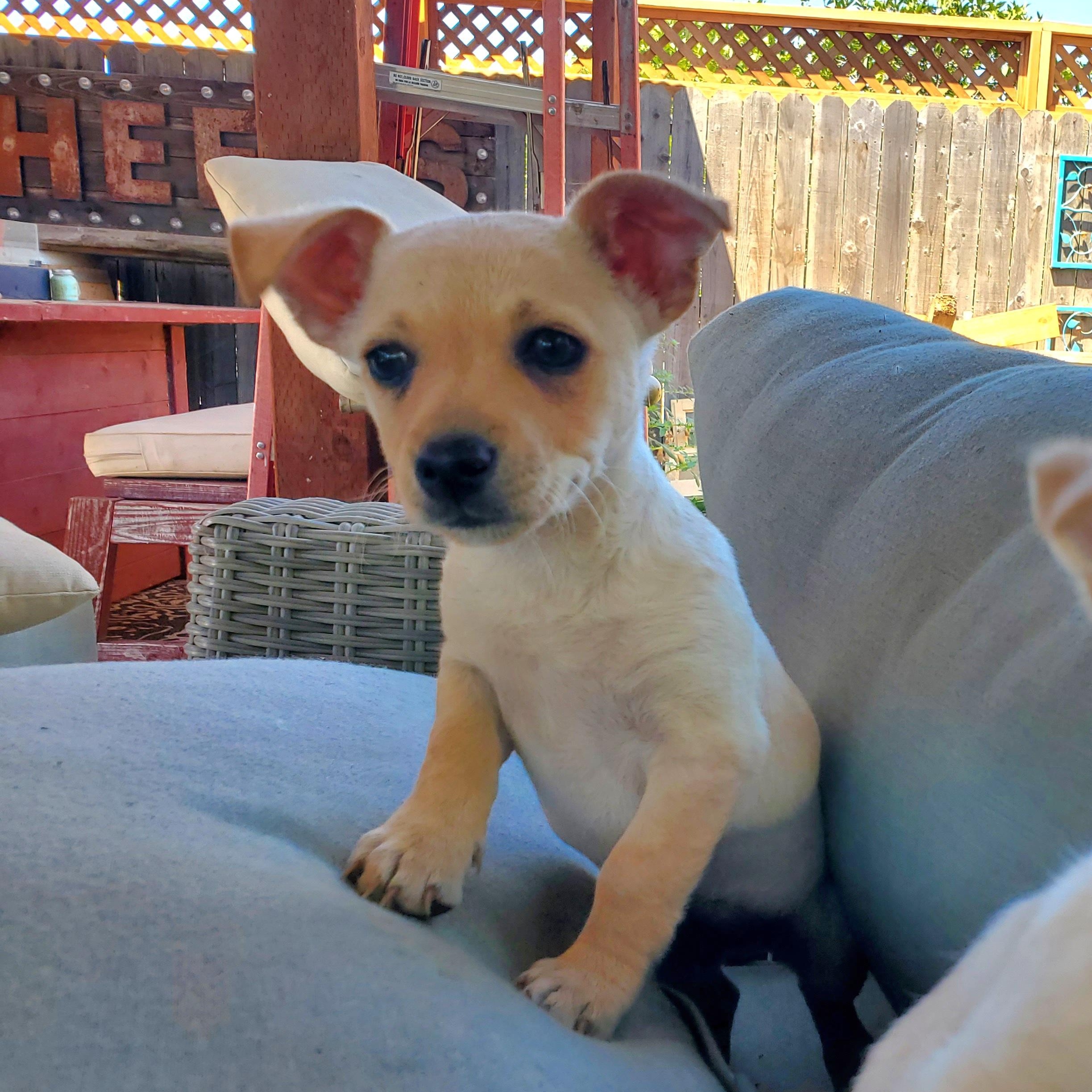 Stevie, a ADOPTABLE mixed breed in Salinas, CA image 2/6