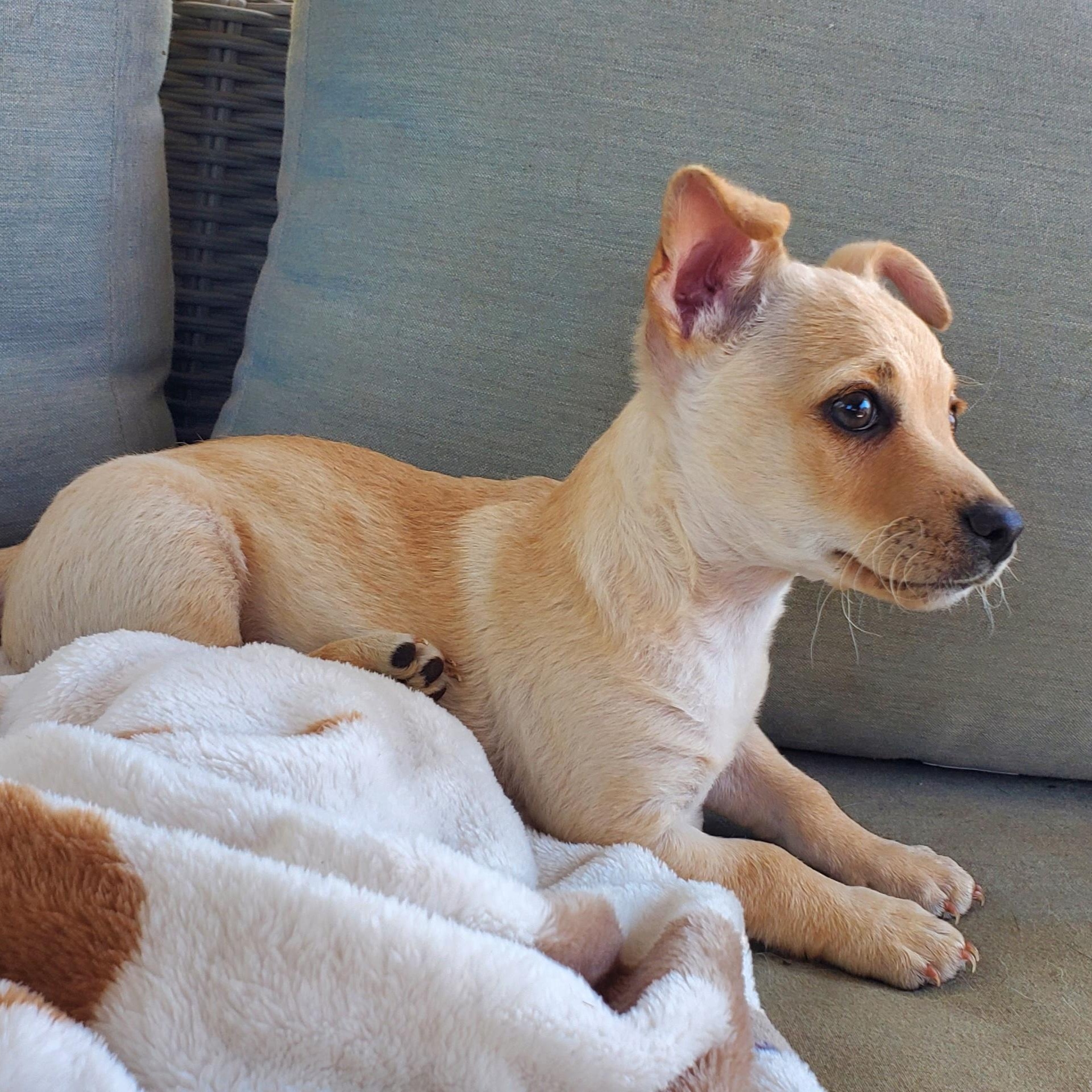 Stevie, a ADOPTABLE mixed breed in Salinas, CA image 5/6