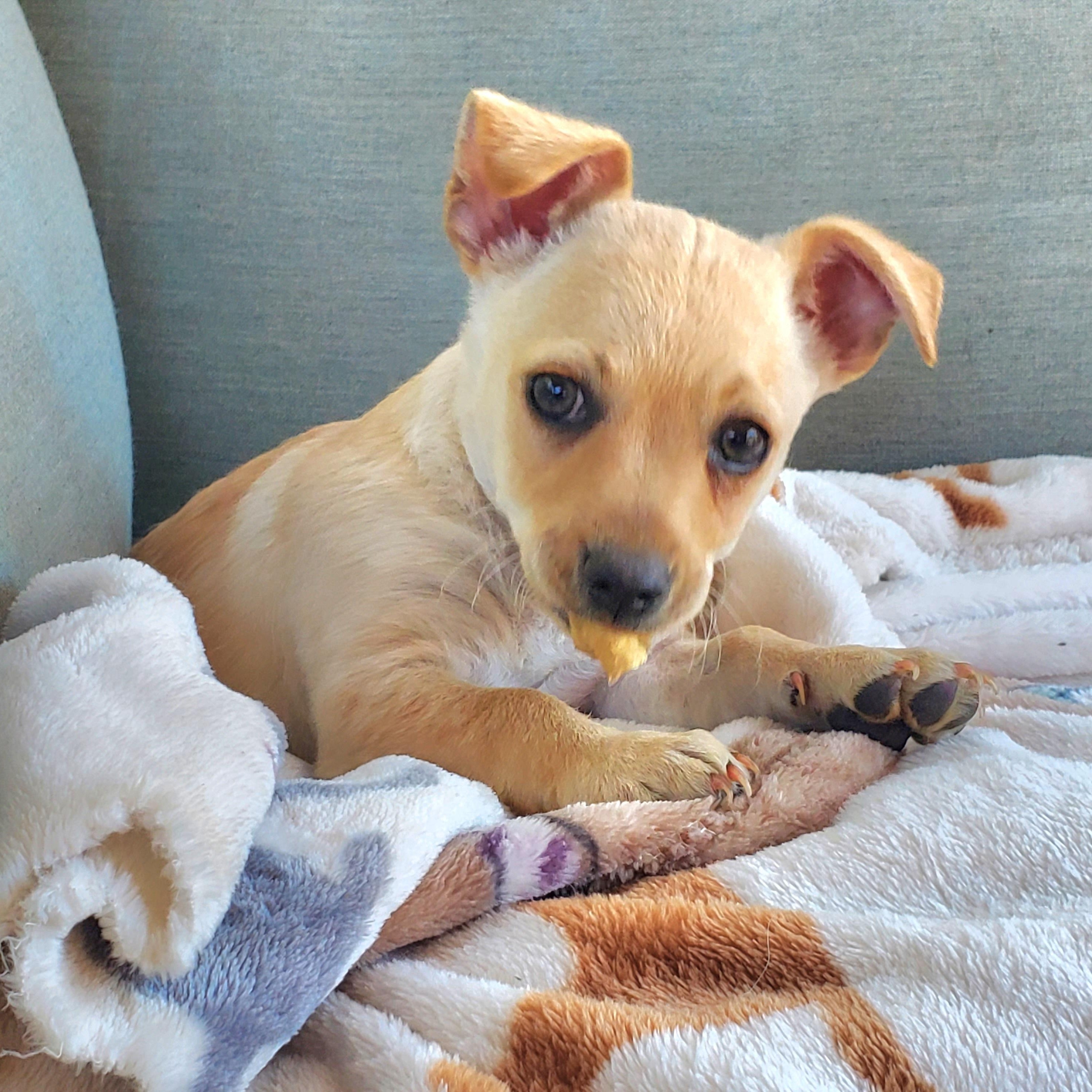 Stevie, ADOPTABLE, Puppy Male Terrier & Chihuahua.