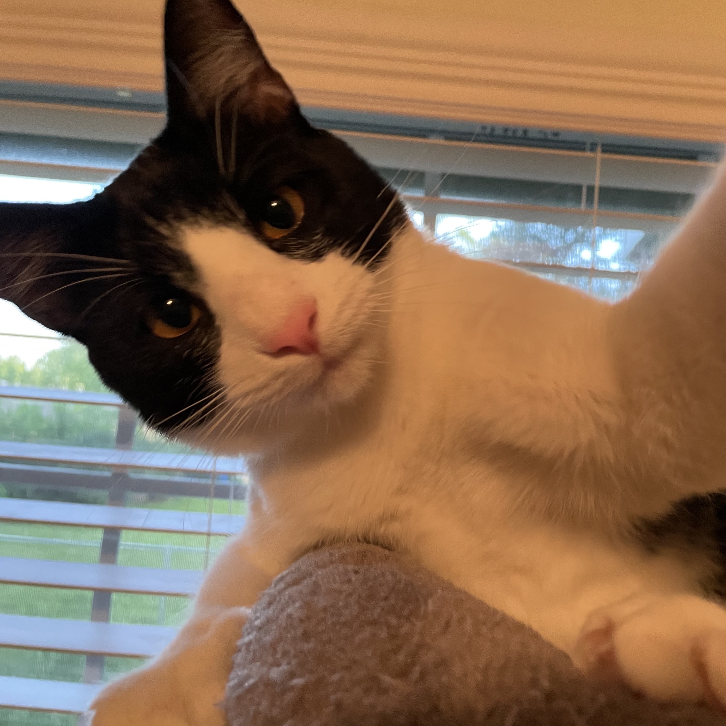 Enlarge Smudge, a Adopted Domestic Short Hair in Bryan, TX image 1/3