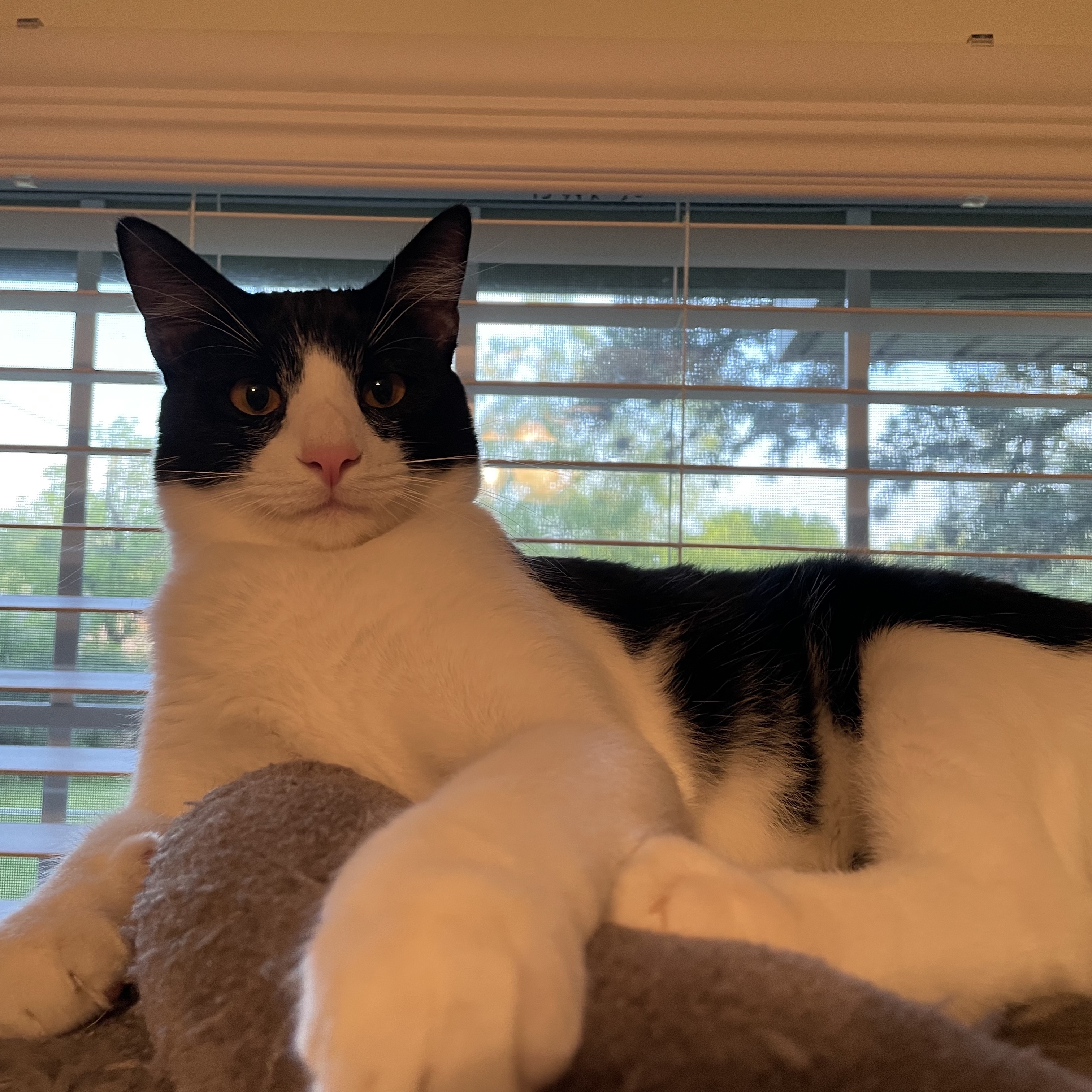 Enlarge Smudge, a Adopted Domestic Short Hair in Bryan, TX image 3/3