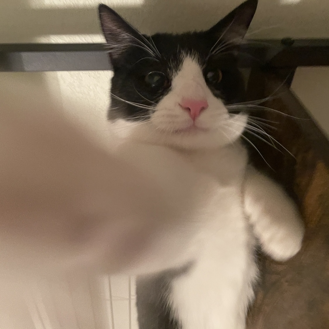 Enlarge Smudge, a Adopted Domestic Short Hair in Bryan, TX image 2/3