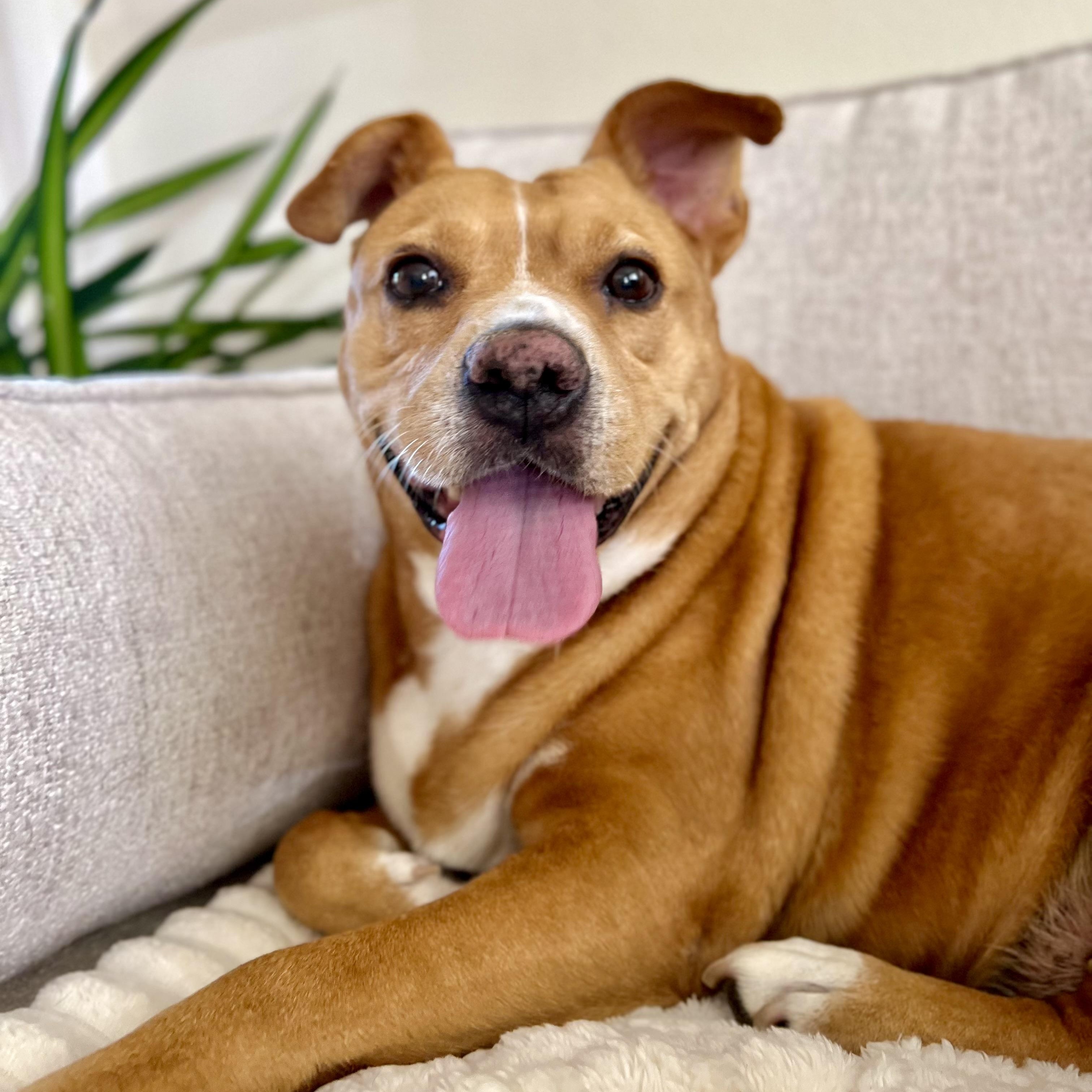 Poppi, Adoptable, Adult Female Terrier & Chihuahua.