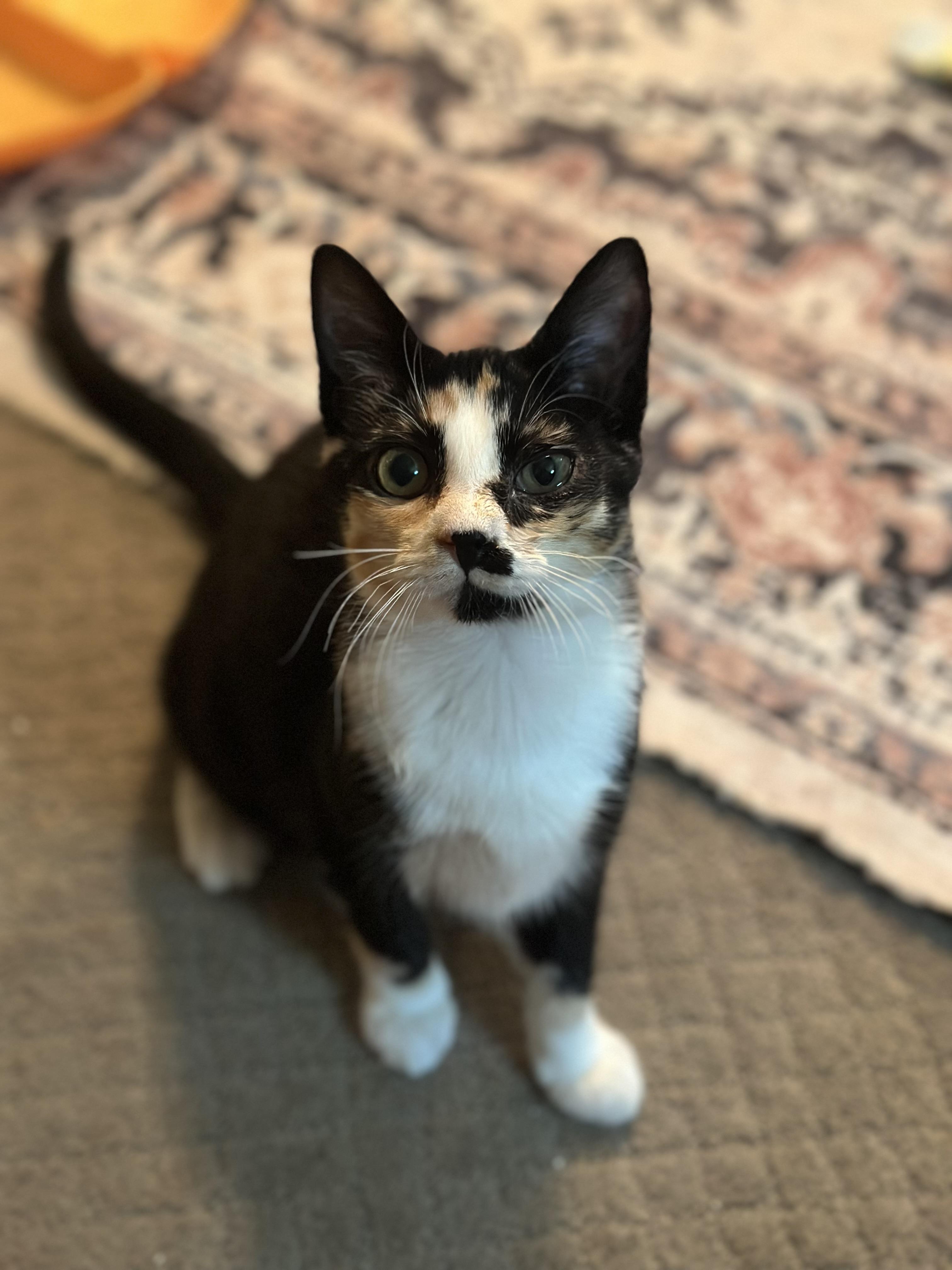 Juliet, adopted, Kitten Female Domestic Short Hair.