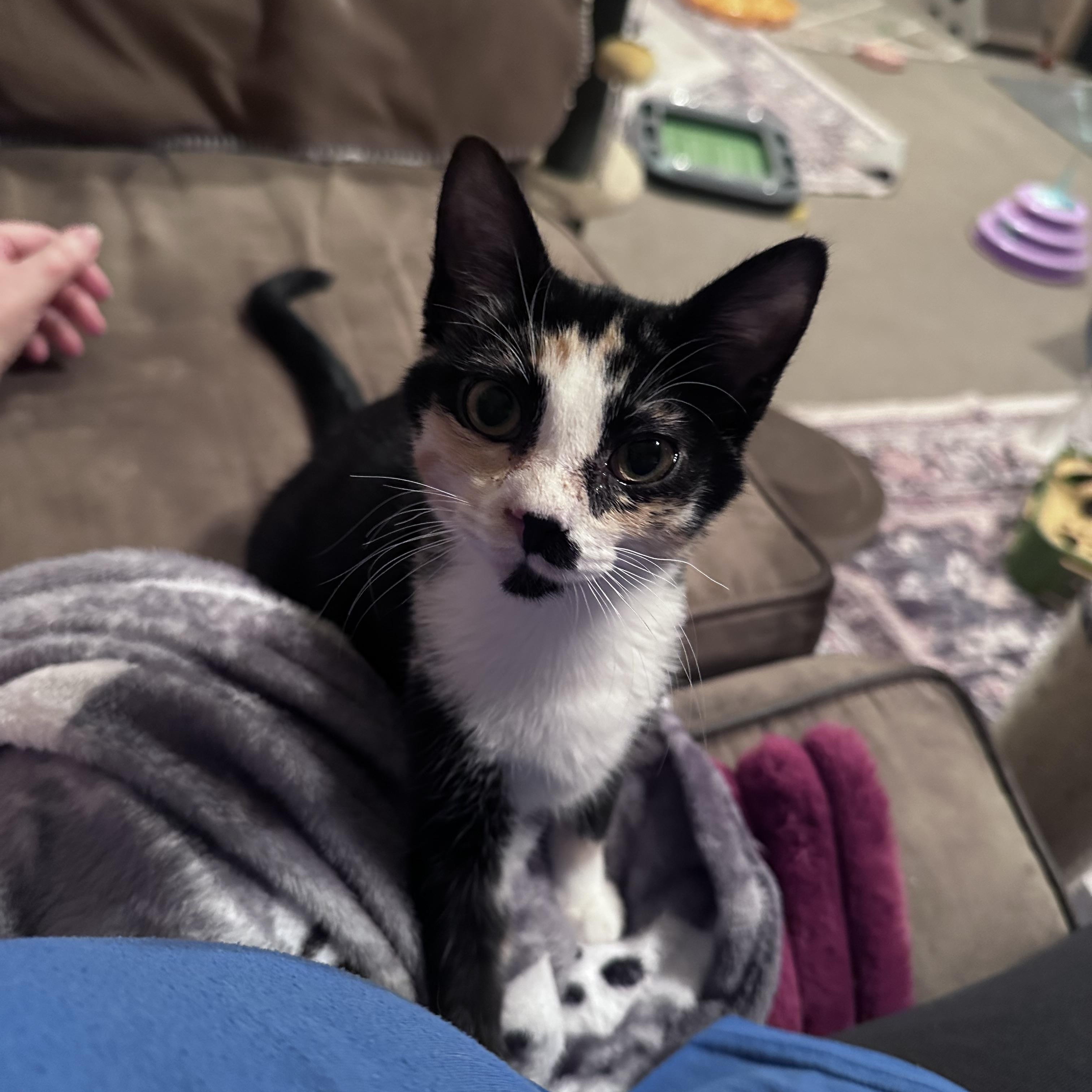 Enlarge Juliet, an adopted Domestic Short Hair in Murfreesboro, TN image 3/4