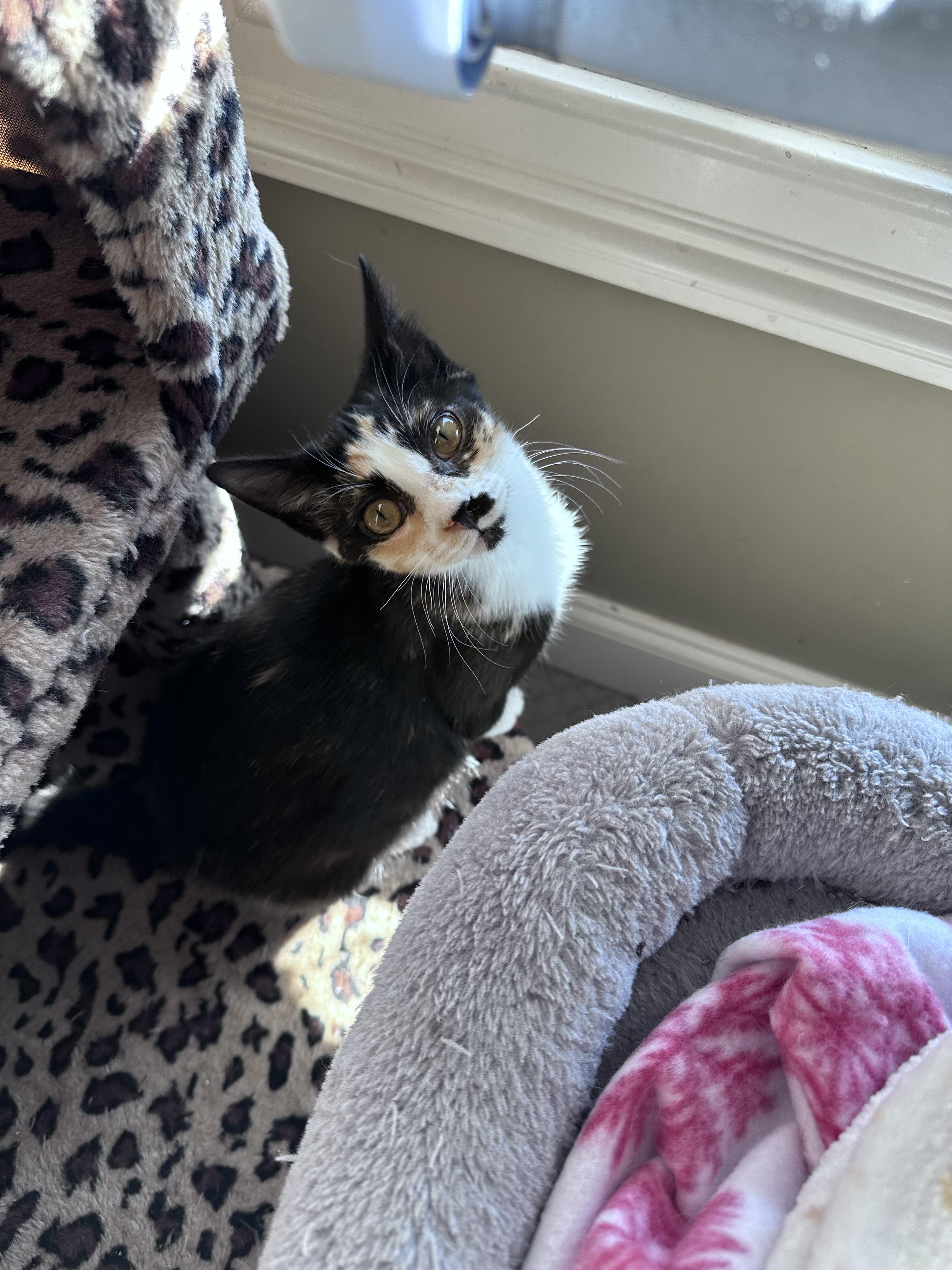 Enlarge Juliet, an adopted Domestic Short Hair in Murfreesboro, TN image 4/4