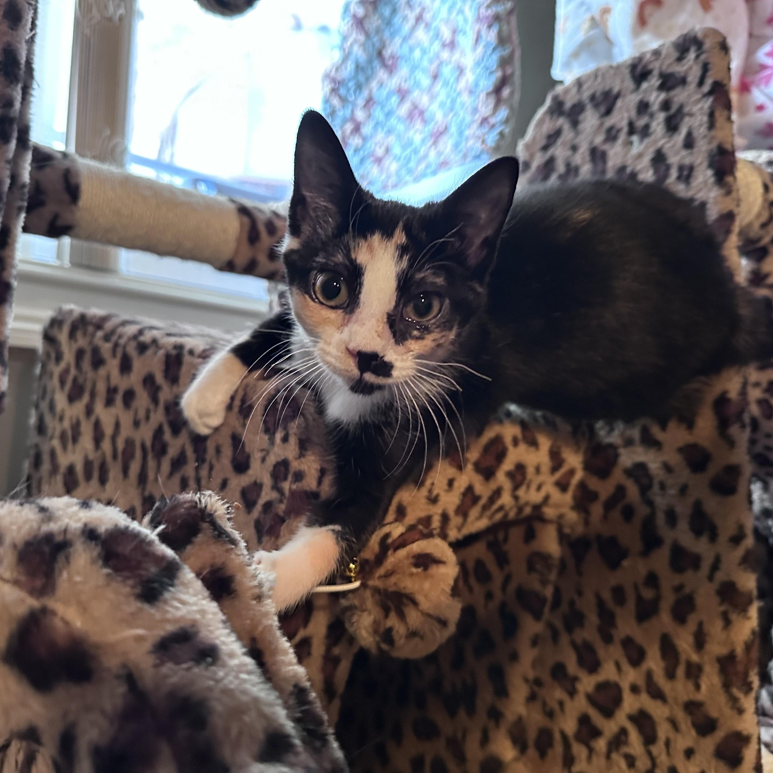 Enlarge Juliet, an adopted Domestic Short Hair in Murfreesboro, TN image 2/4