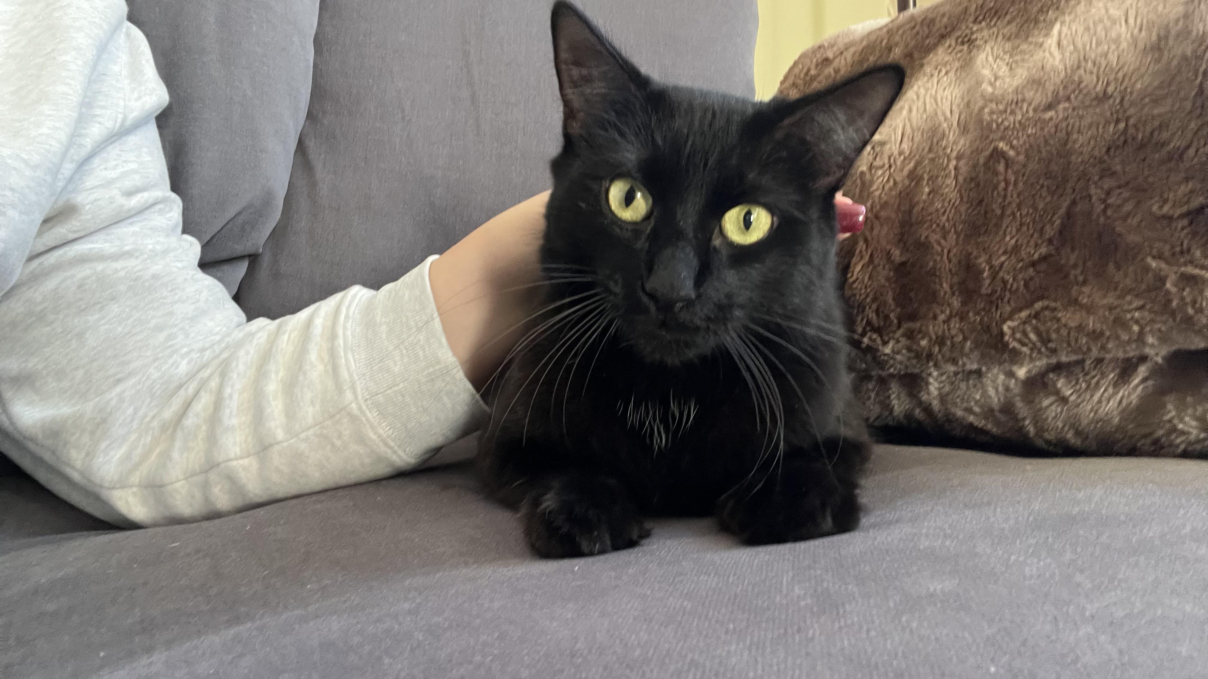 Mazel, ADOPTABLE, Young Female Domestic Long Hair.