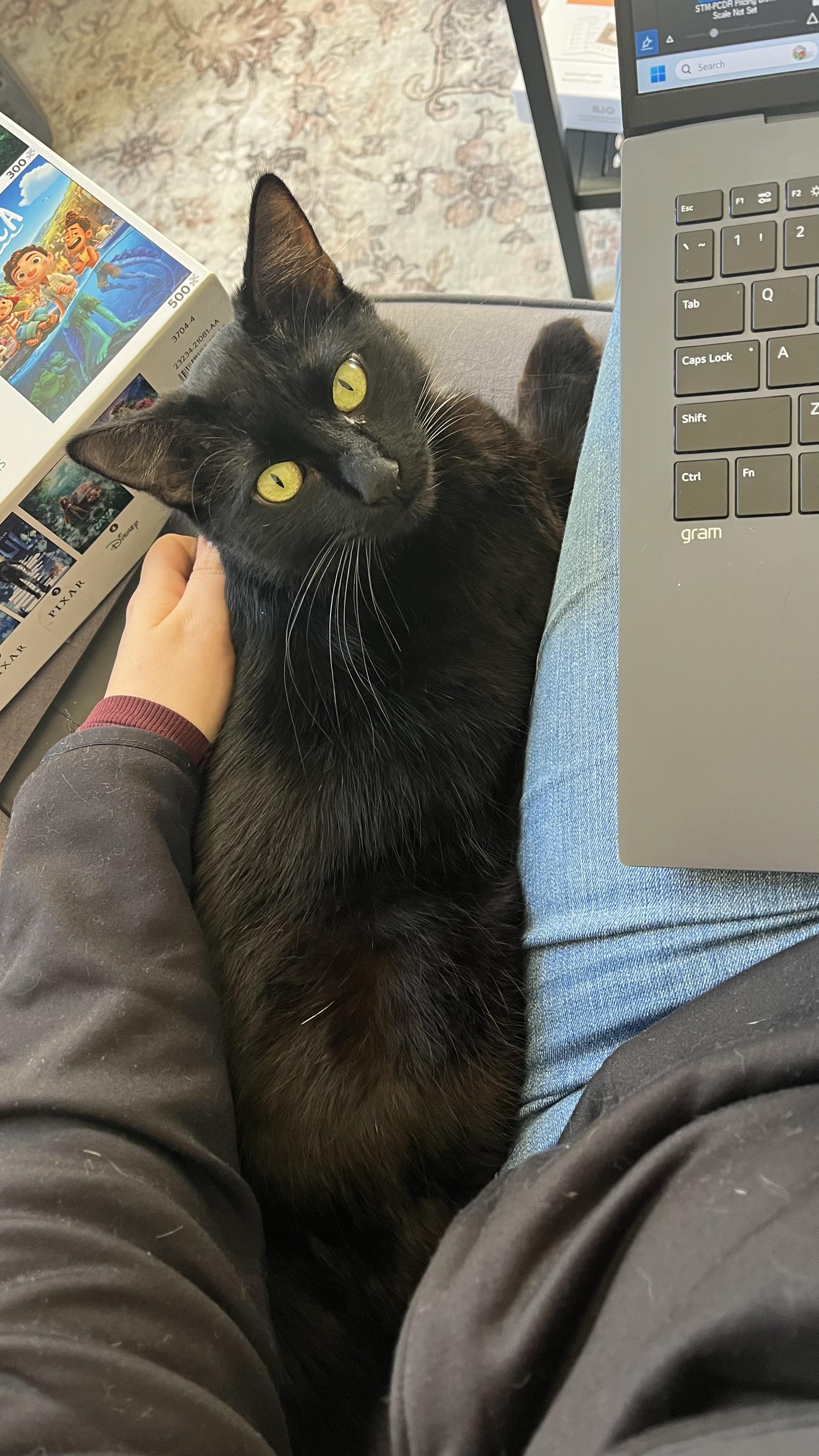 Enlarge Mama Mazel, a ADOPTABLE Domestic Medium Hair in San Francisco, CA image 3/6