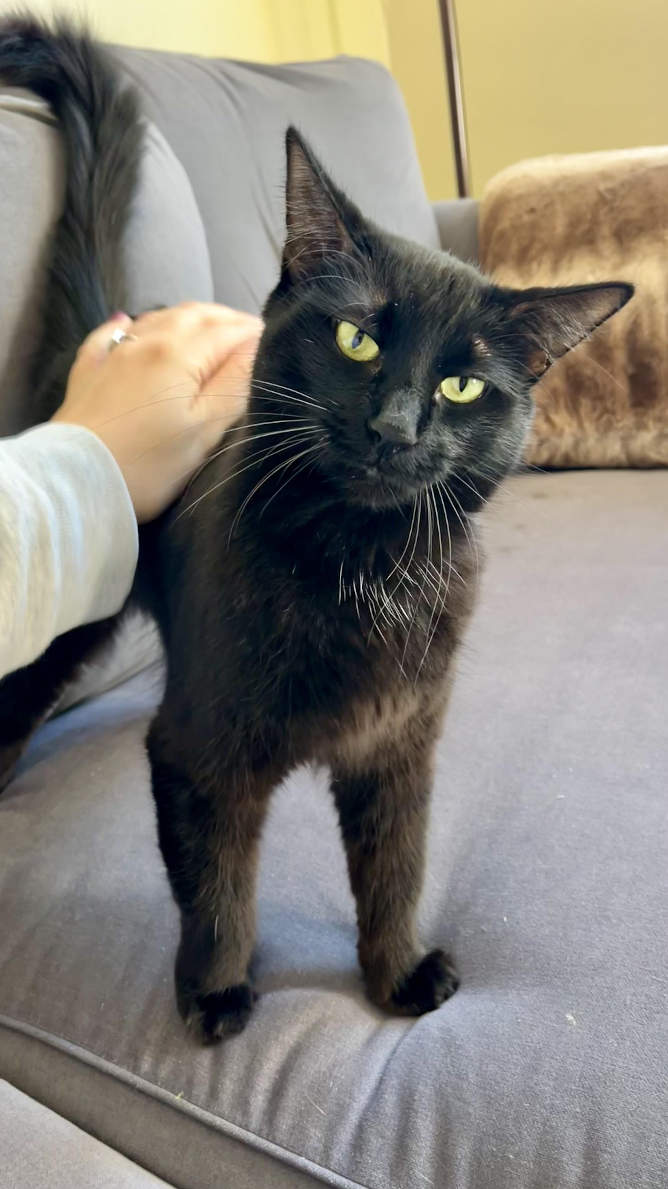 Enlarge Mama Mazel, a ADOPTABLE Domestic Medium Hair in San Francisco, CA image 1/6