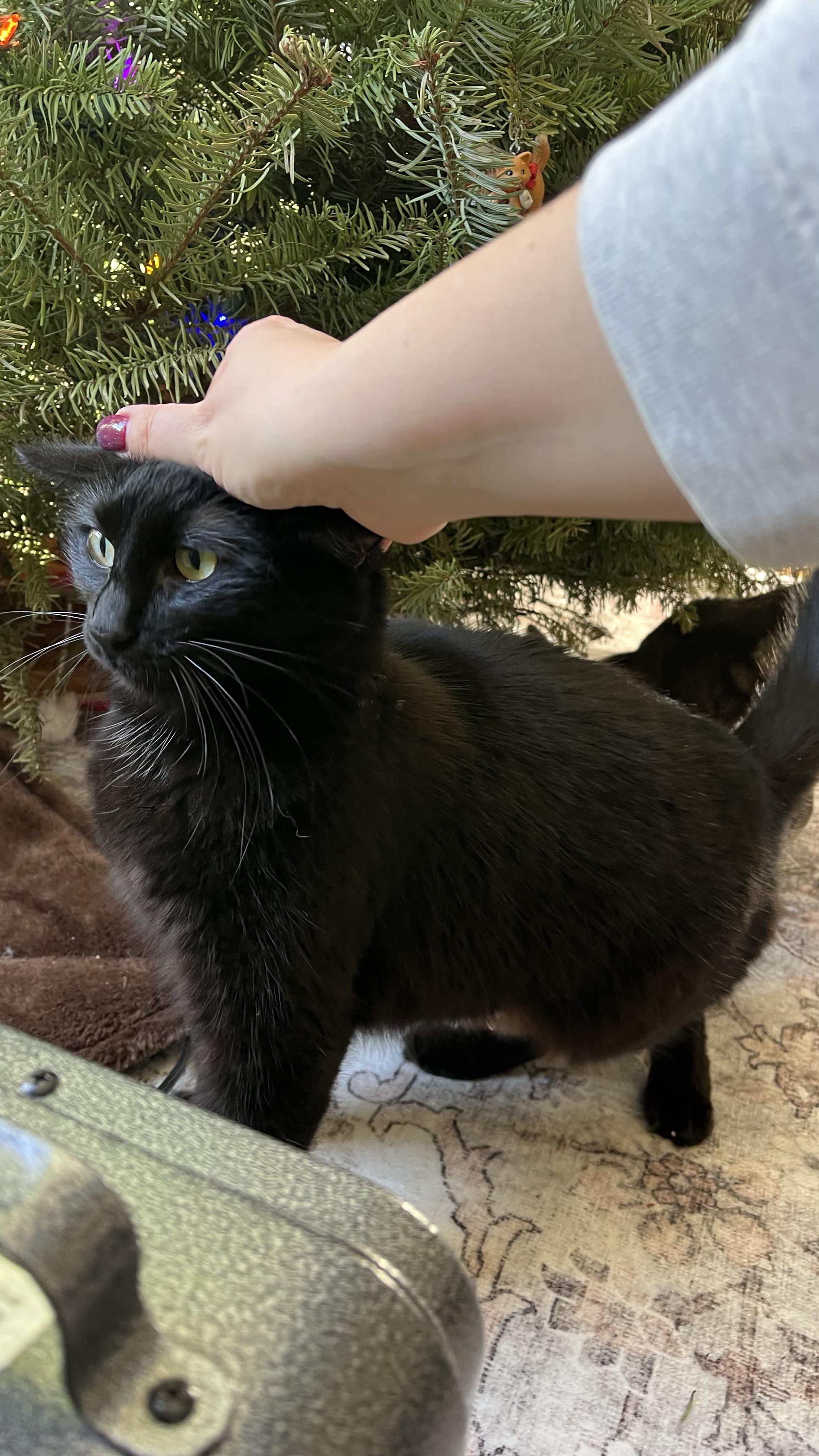 Enlarge Mama Mazel, a ADOPTABLE Domestic Medium Hair in San Francisco, CA image 2/6