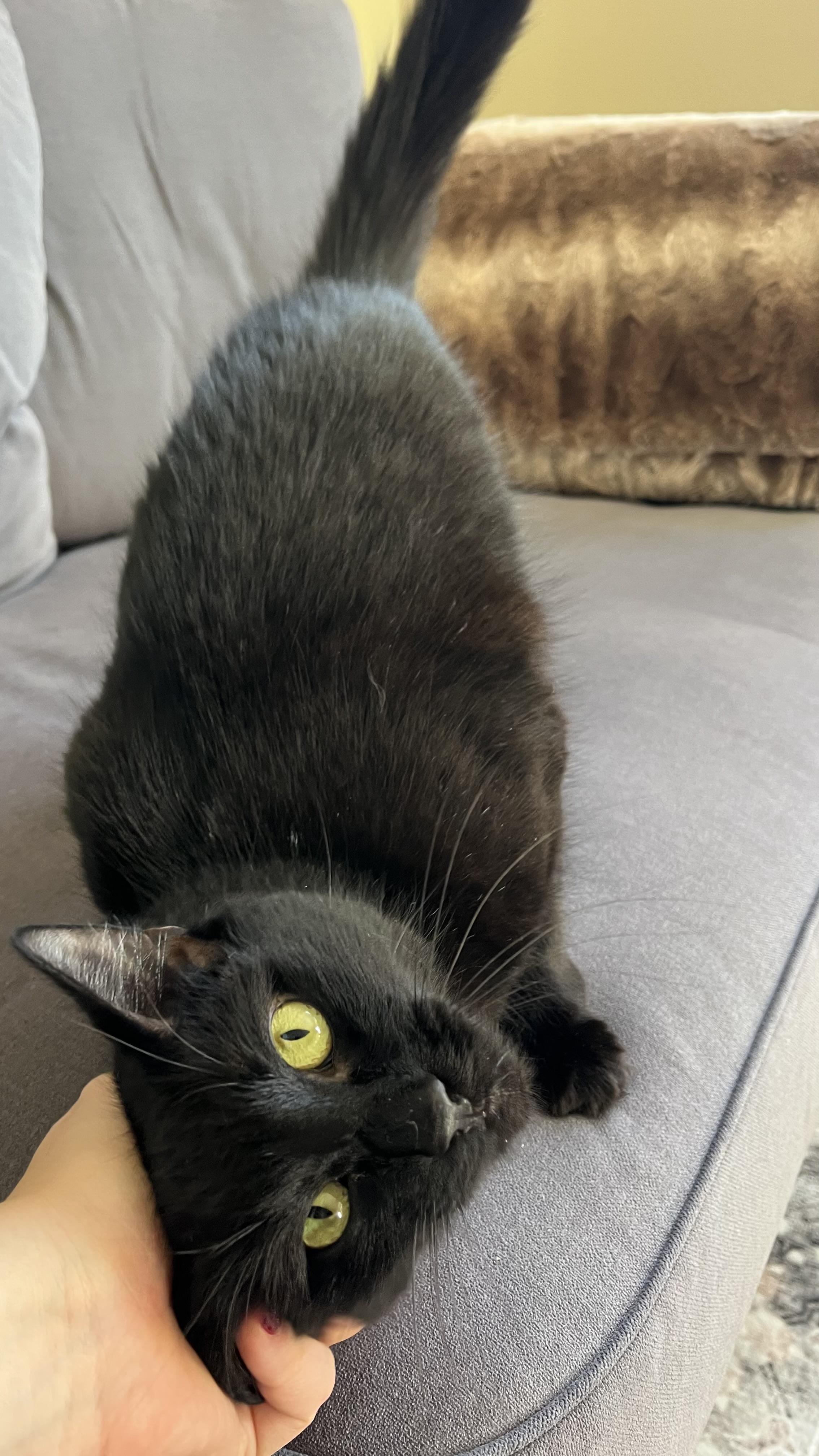 Enlarge Mama Mazel, a ADOPTABLE Domestic Medium Hair in San Francisco, CA image 5/6