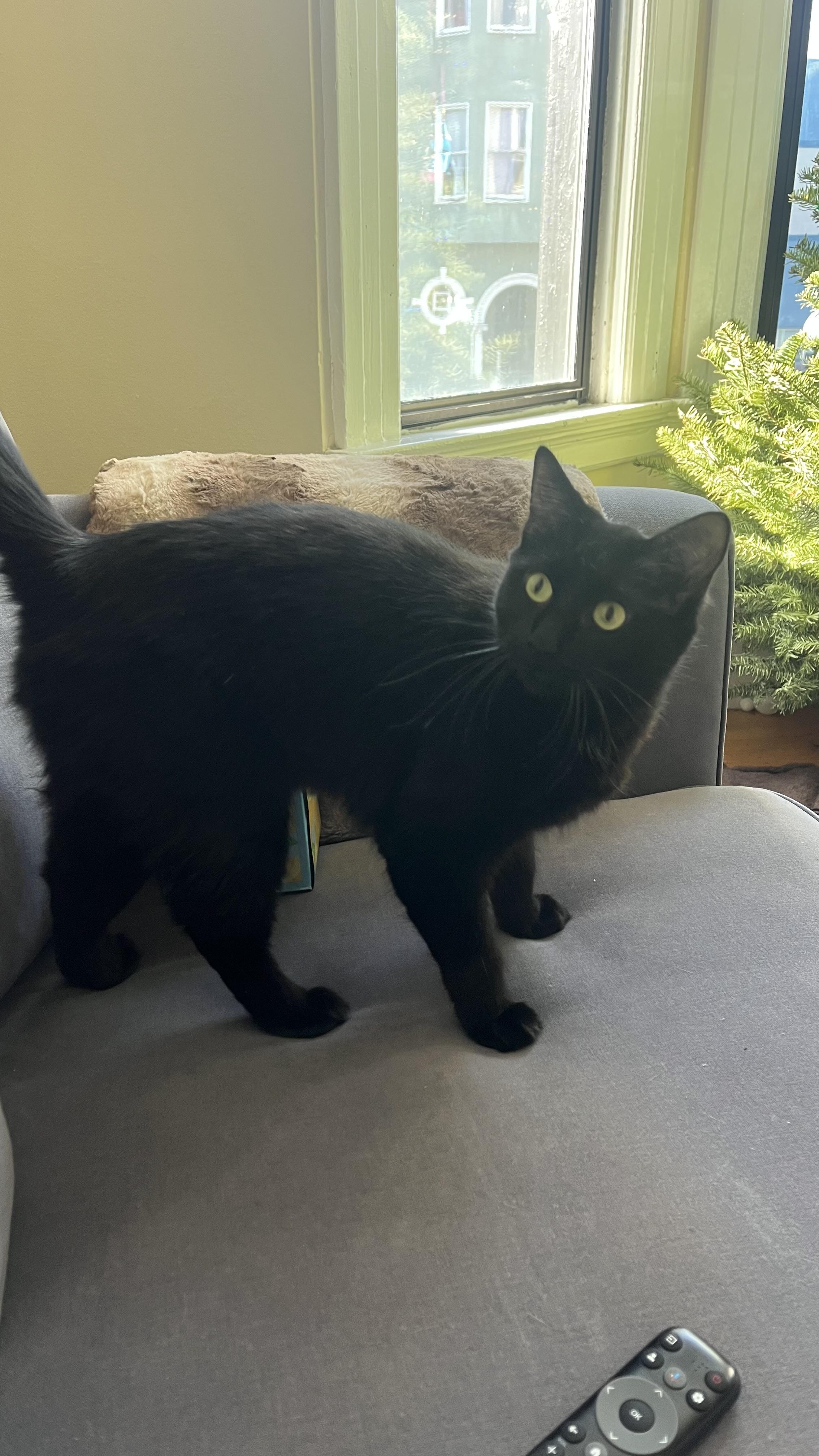 Enlarge Mama Mazel, a ADOPTABLE Domestic Medium Hair in San Francisco, CA image 4/6