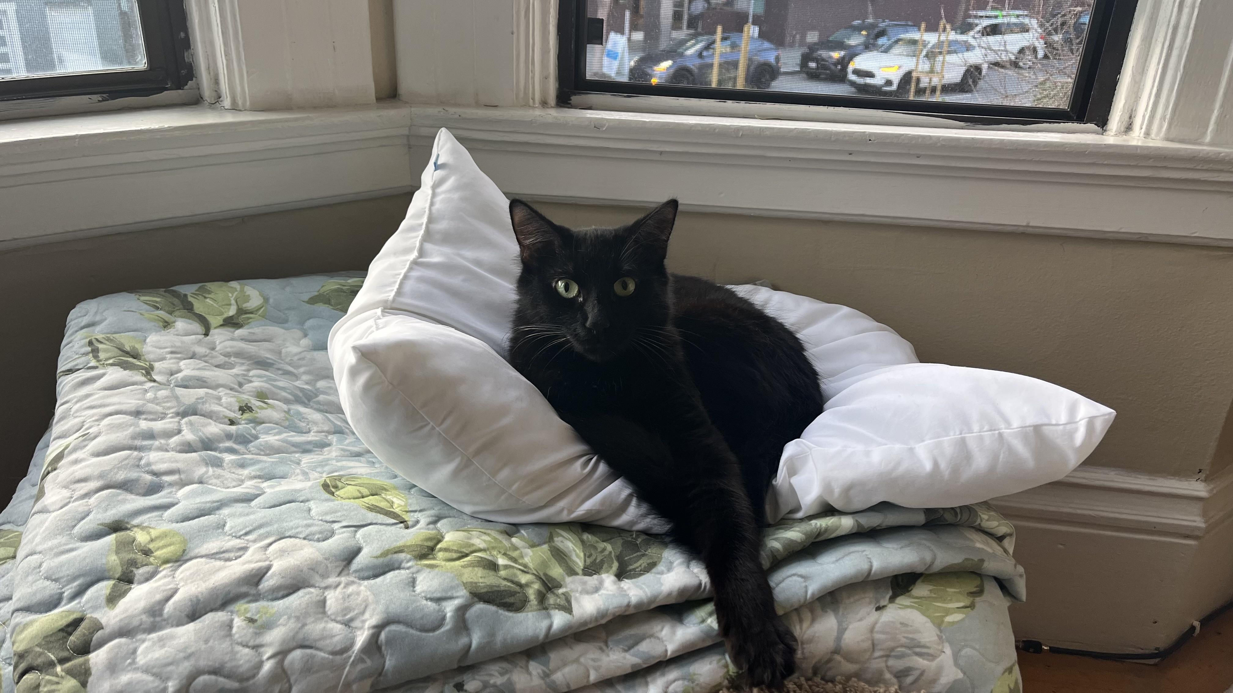 Mama Mazel, a ADOPTABLE Domestic Long Hair in San Francisco, CA image 1/6