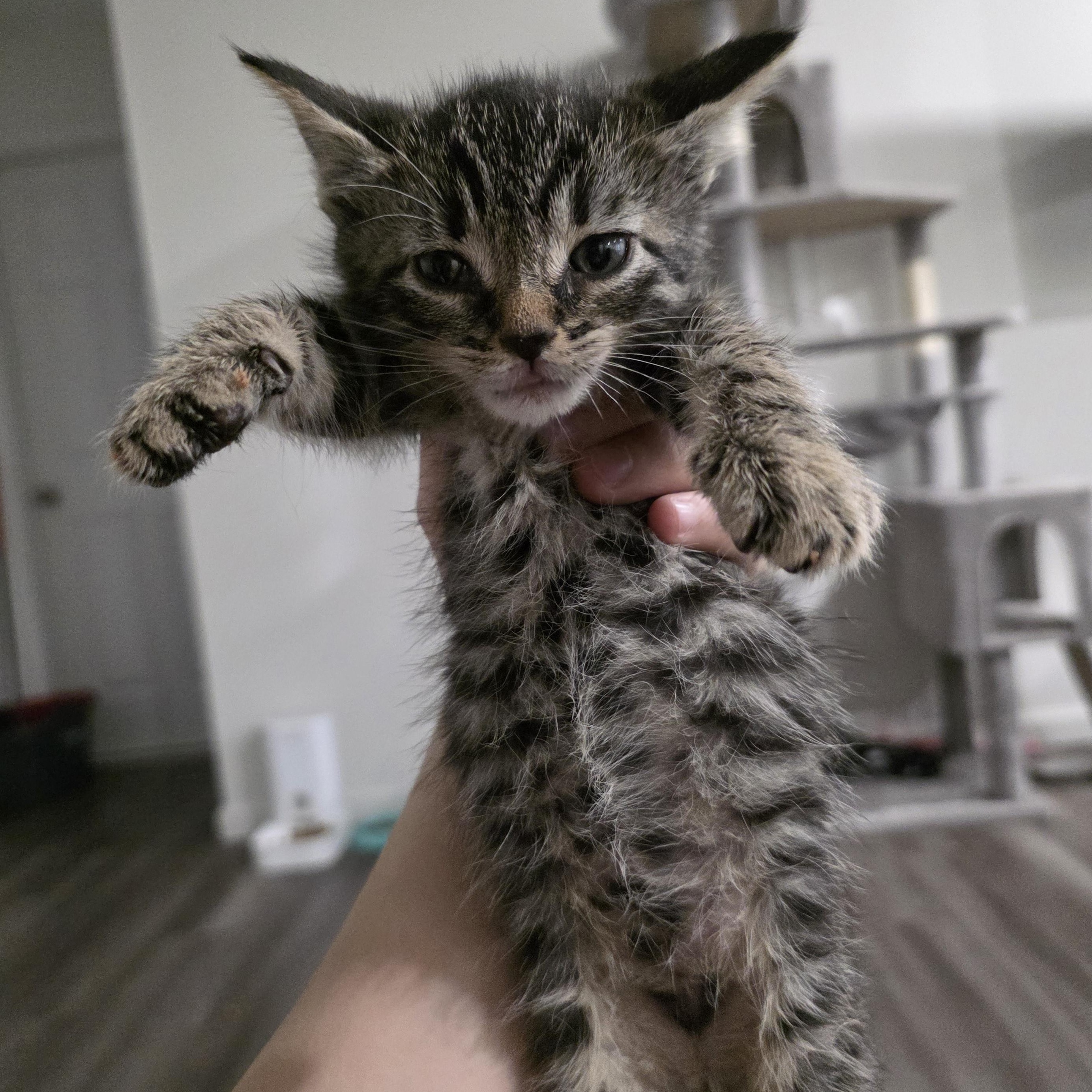 Enlarge Karina, a ADOPTABLE Domestic Short Hair in Moriches, NY image 2/3