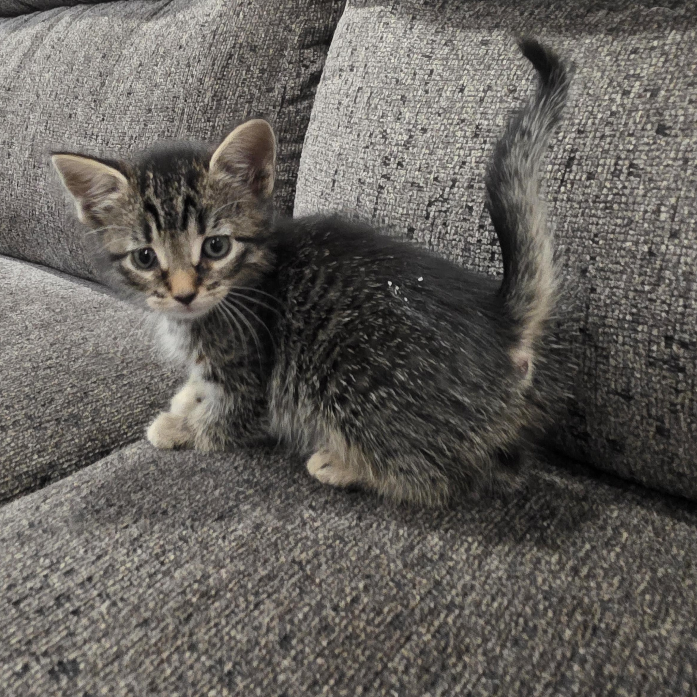 Enlarge Karina, a ADOPTABLE Domestic Short Hair in Moriches, NY image 3/3