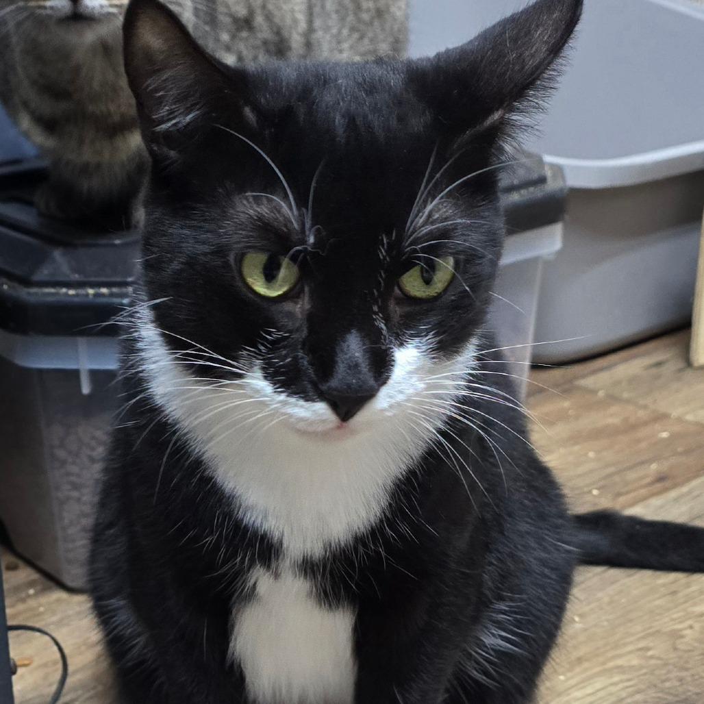 Pizza, Adoptable, Adult Female Domestic Short Hair.