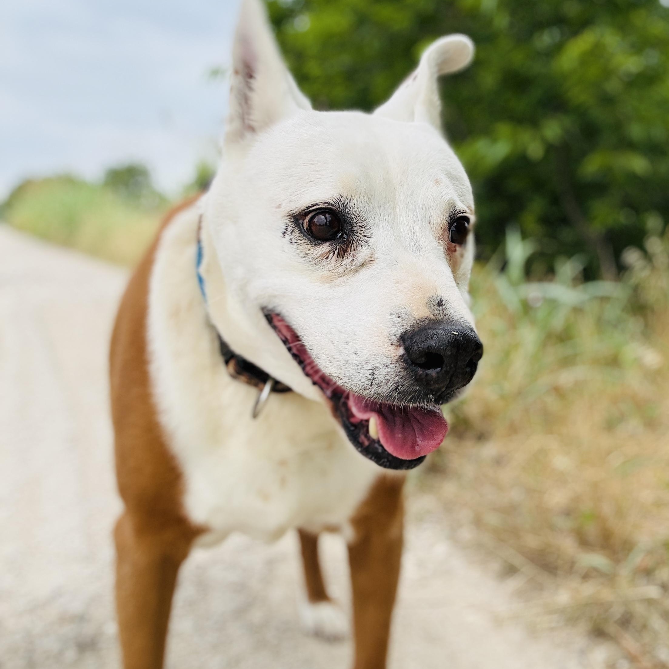 *Soldier, an adoptable Retriever, Pit Bull Terrier in Justin, TX, 76247 | Photo Image 5