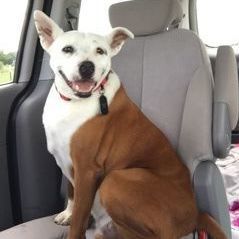 *Soldier, an adoptable Retriever, Pit Bull Terrier in Justin, TX, 76247 | Photo Image 2