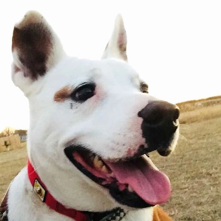 *Soldier, Senior Male Retriever