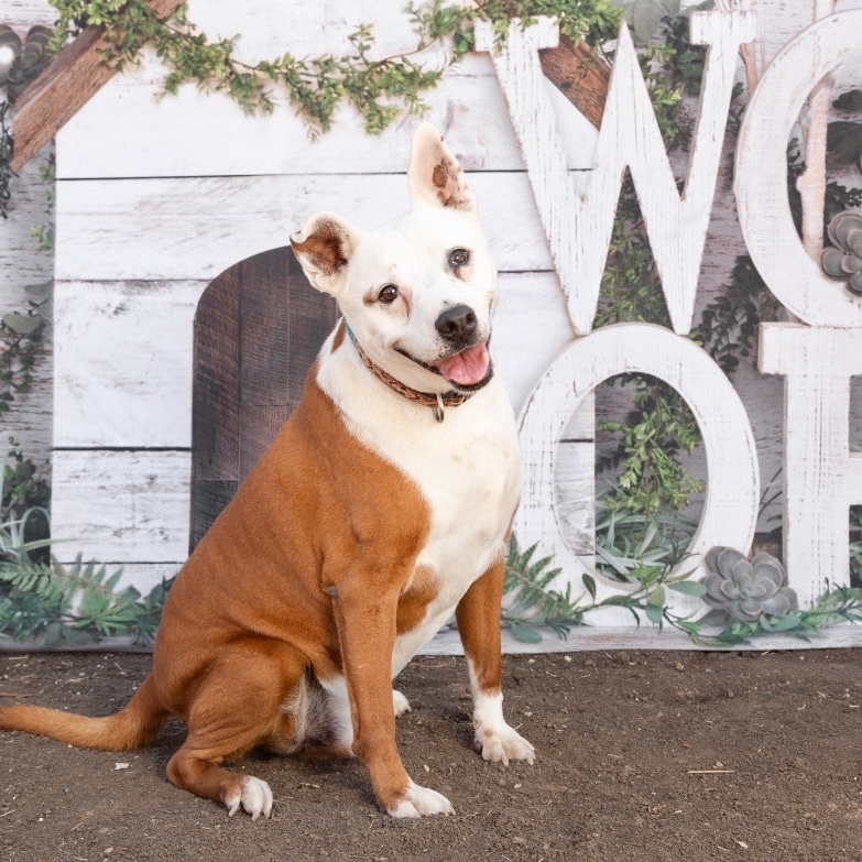 *Soldier, an adoptable Retriever, Pit Bull Terrier in Justin, TX, 76247 | Photo Image 3