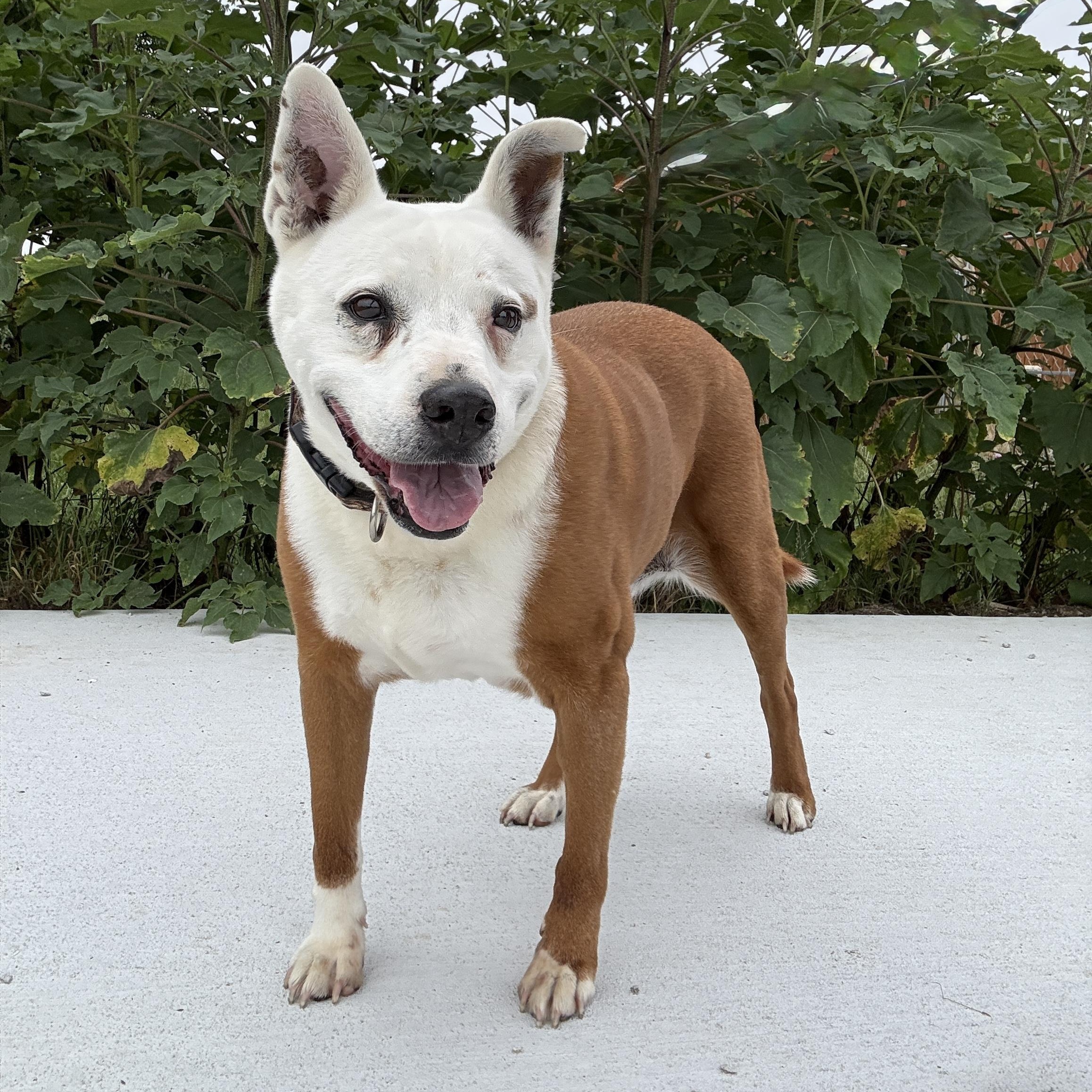 *Soldier, an adoptable Retriever, Pit Bull Terrier in Justin, TX, 76247 | Photo Image 4