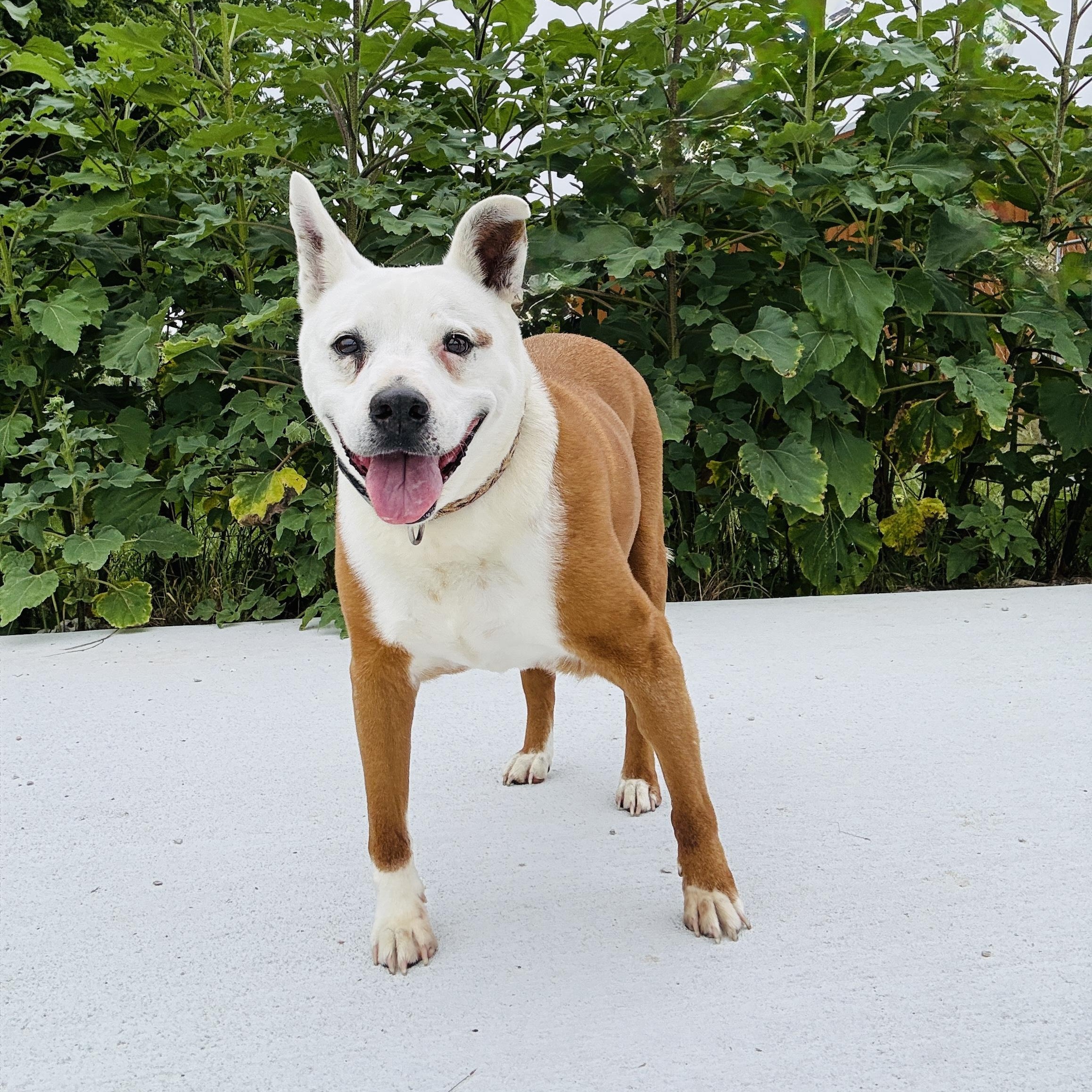 *Soldier, an adoptable Retriever, Pit Bull Terrier in Justin, TX, 76247 | Photo Image 6