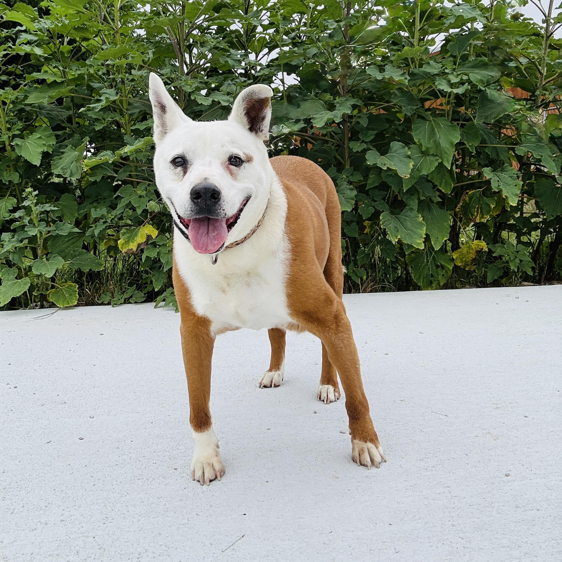 *Soldier, an adoptable Retriever, Pit Bull Terrier in Justin, TX, 76247 | Photo Image 7