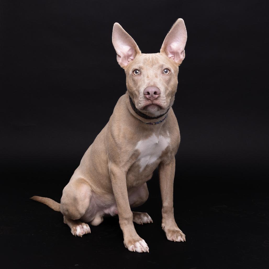 Tank, Adoptable, Young Male Mixed Breed.