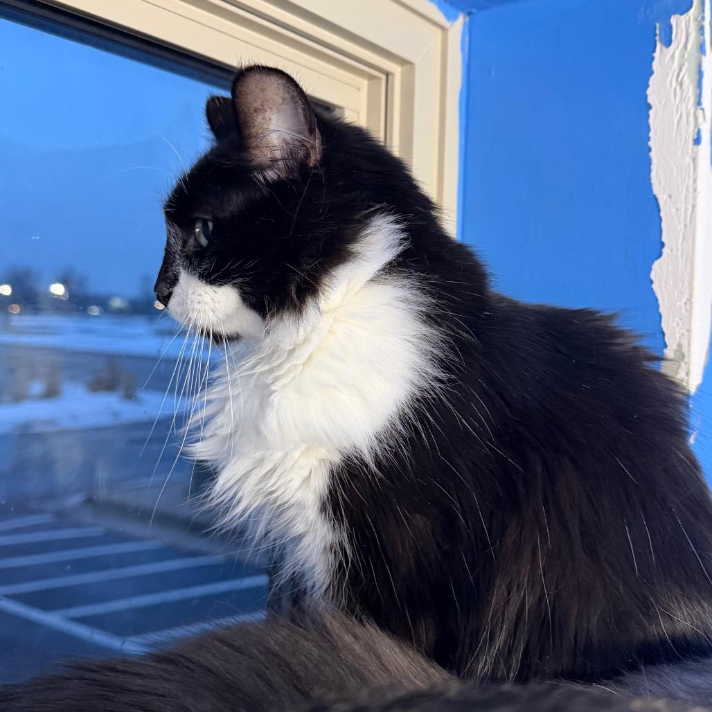 Enlarge Mama Mia, a Adoptable Domestic Medium Hair in Mankato, MN image 1/4