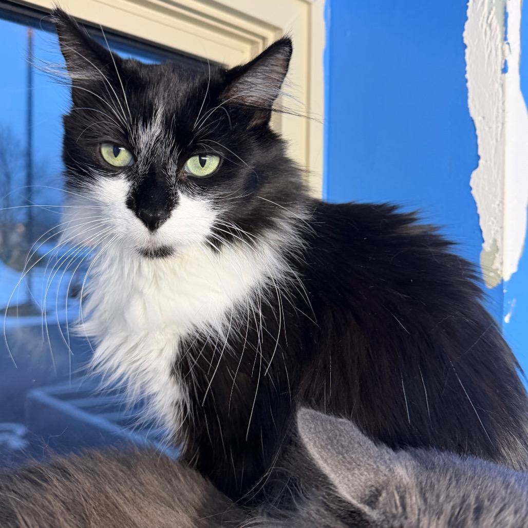 Enlarge Mama Mia, a Adoptable Domestic Medium Hair in Mankato, MN image 2/4