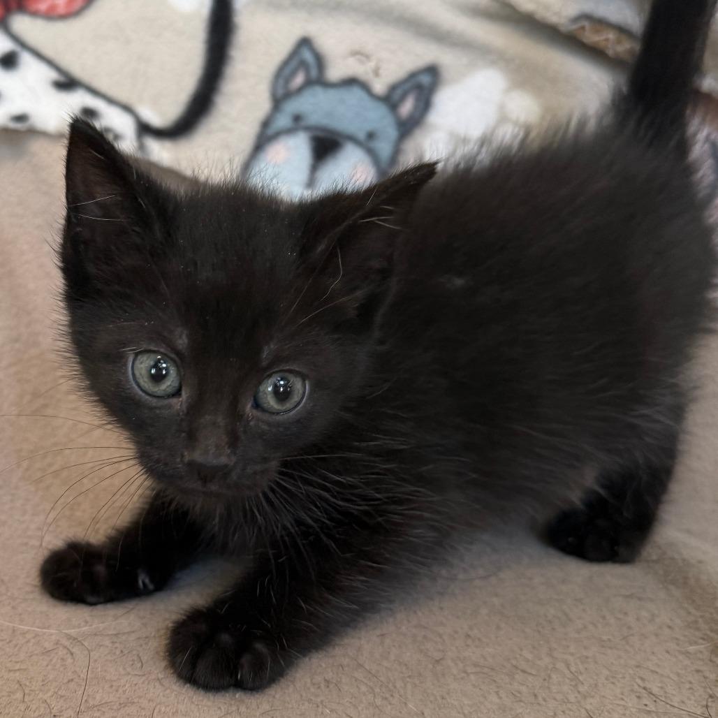 Enlarge Radar - adoption pending, a Adoptable Domestic Short Hair in Glenelg, MD image 1/4