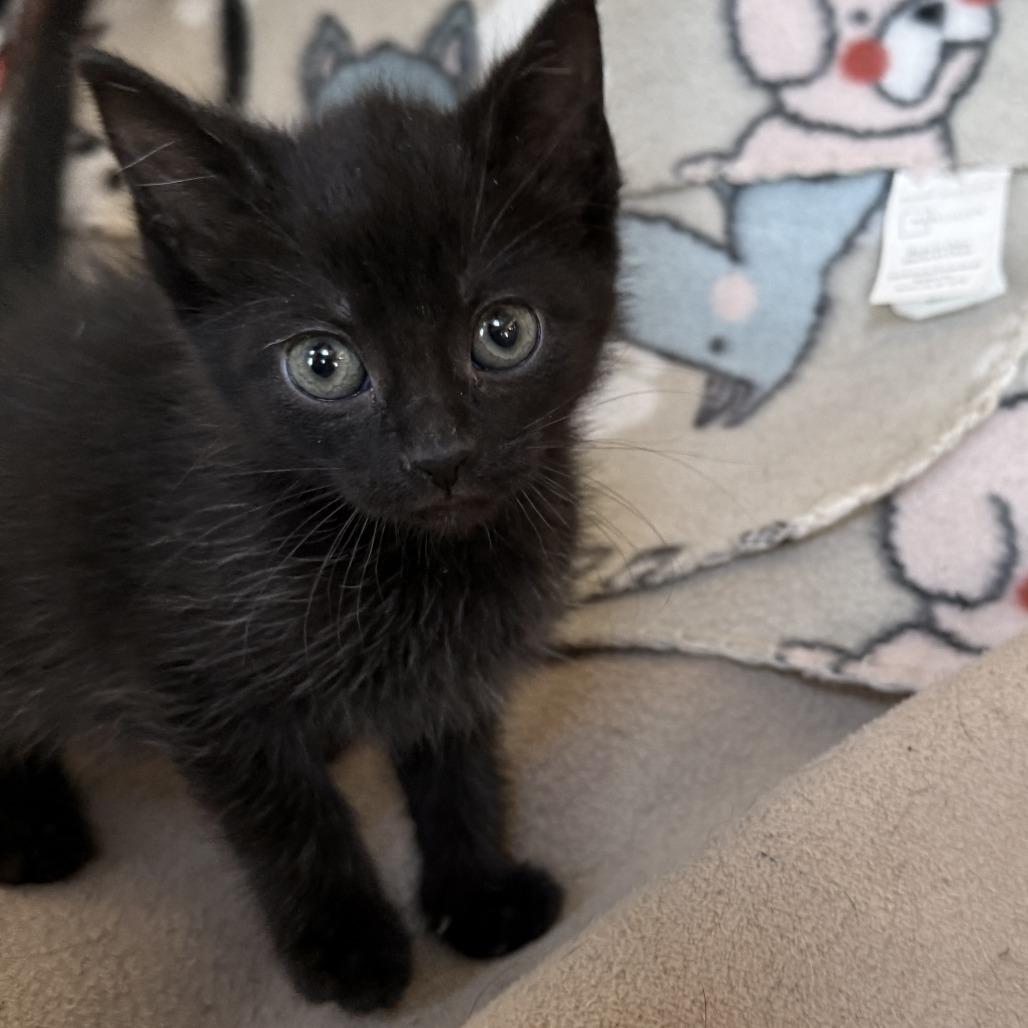 Enlarge Radar - adoption pending, a Adoptable Domestic Short Hair in Glenelg, MD image 2/4