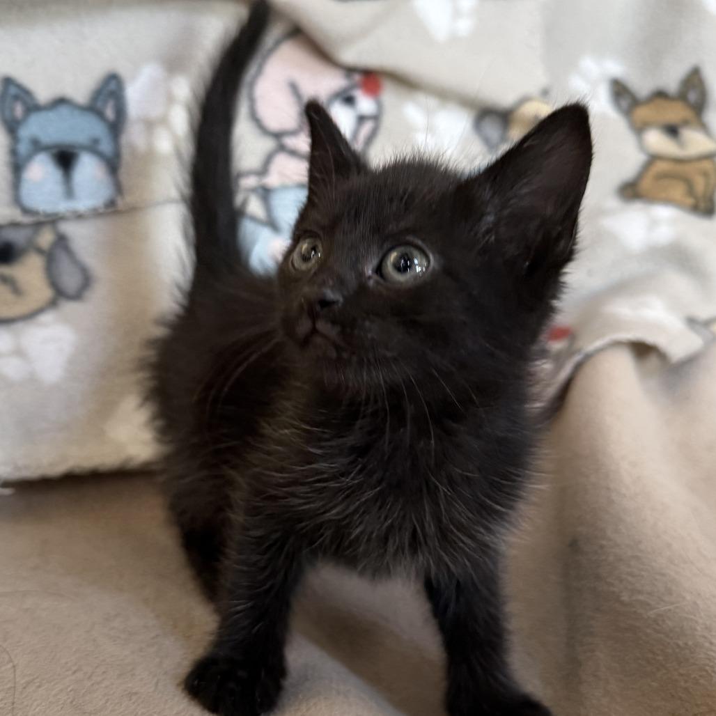 Enlarge Radar - adoption pending, a Adoptable Domestic Short Hair in Glenelg, MD image 3/4