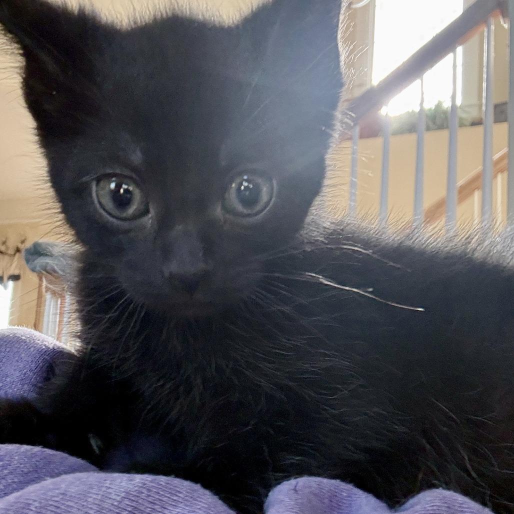 Enlarge Radar - adoption pending, a Adoptable Domestic Short Hair in Glenelg, MD image 4/4