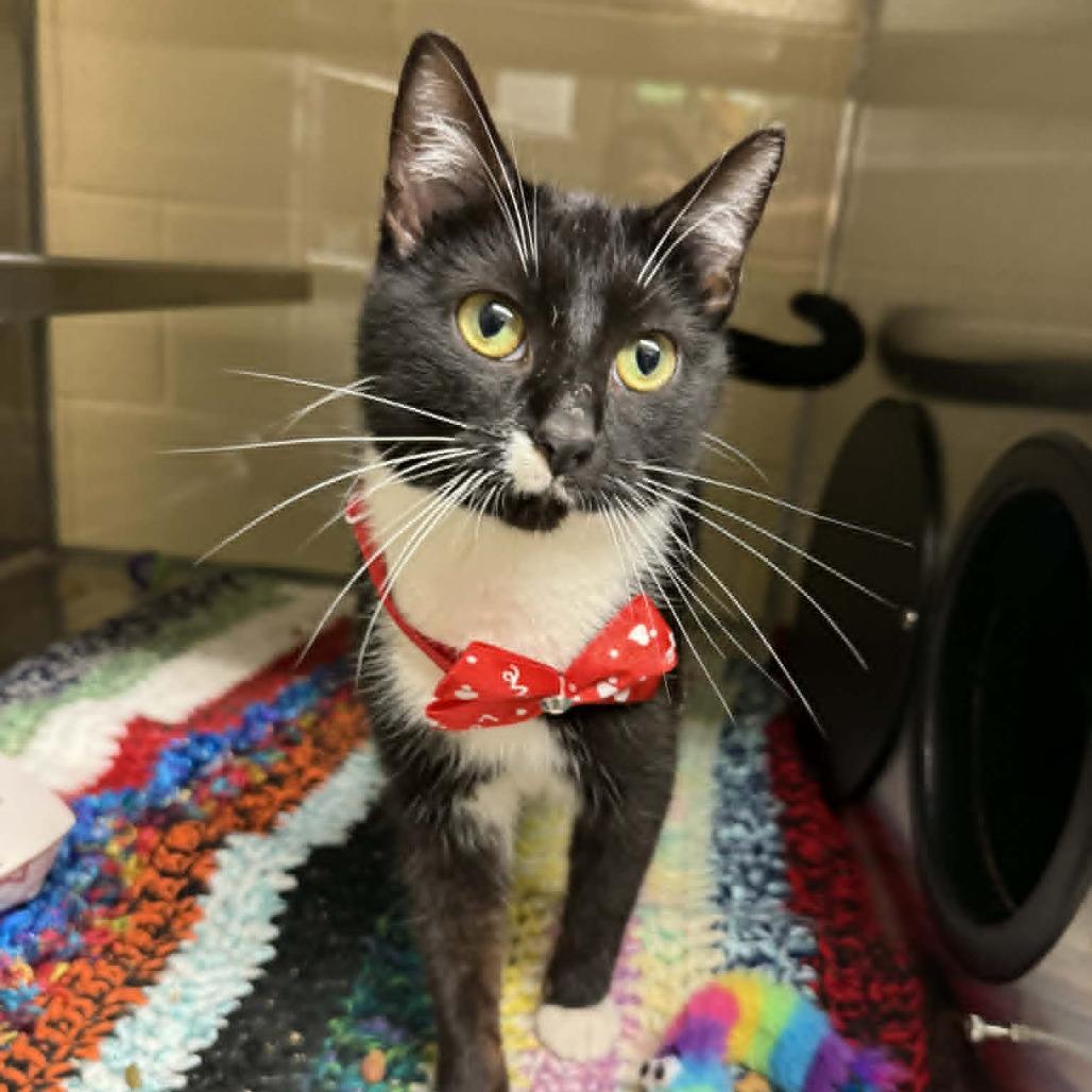 Fern, Adoptable, Young Female Domestic Short Hair.