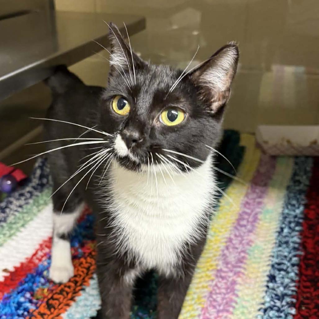 Enlarge Fern, a Adoptable Domestic Short Hair in Concord, NC image 2/3