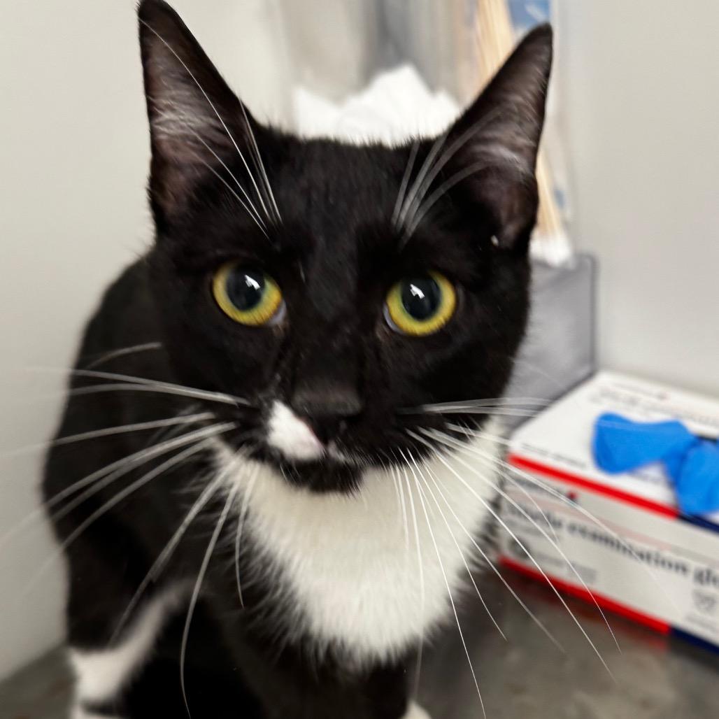 Enlarge Fern, a Adoptable Domestic Short Hair in Concord, NC image 3/3