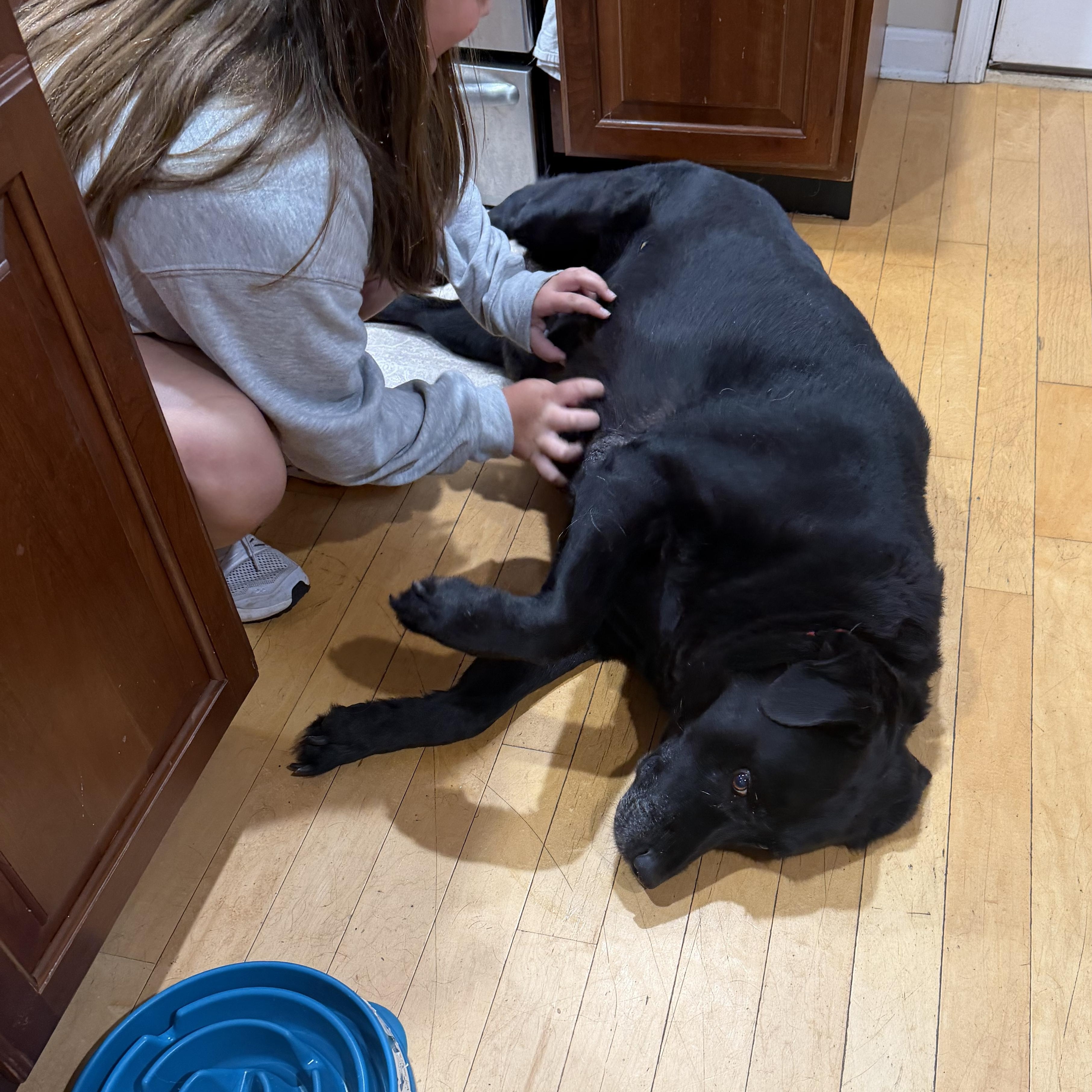 Enlarge Lucky, a Adoptable Labrador Retriever in Warrington, PA image 4/6